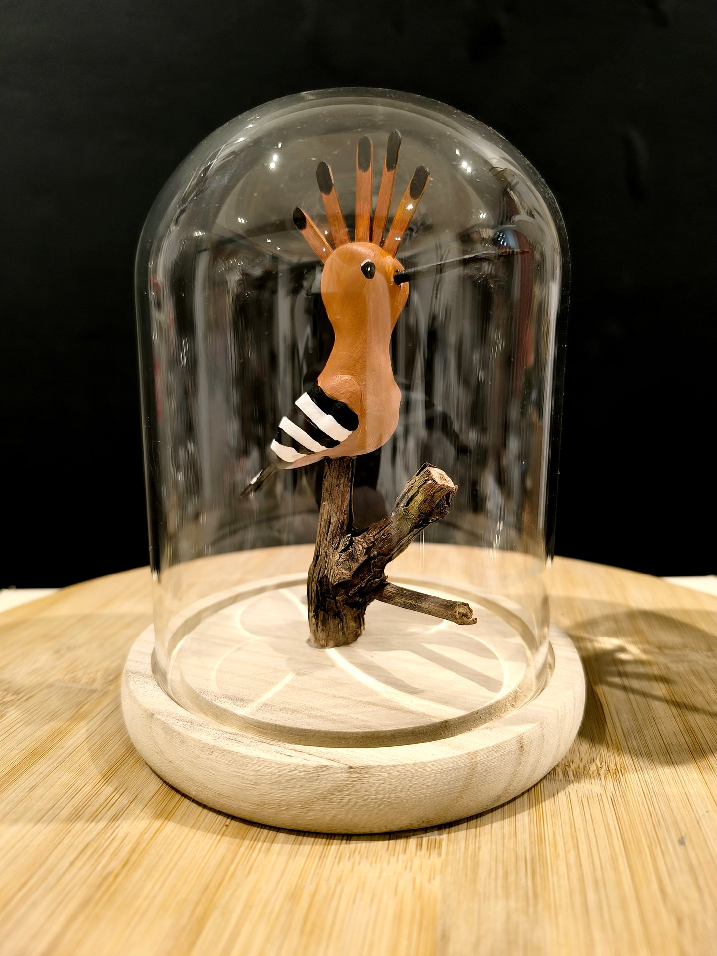 Huppe fasciée sous cloche façon cabinet de curiosité