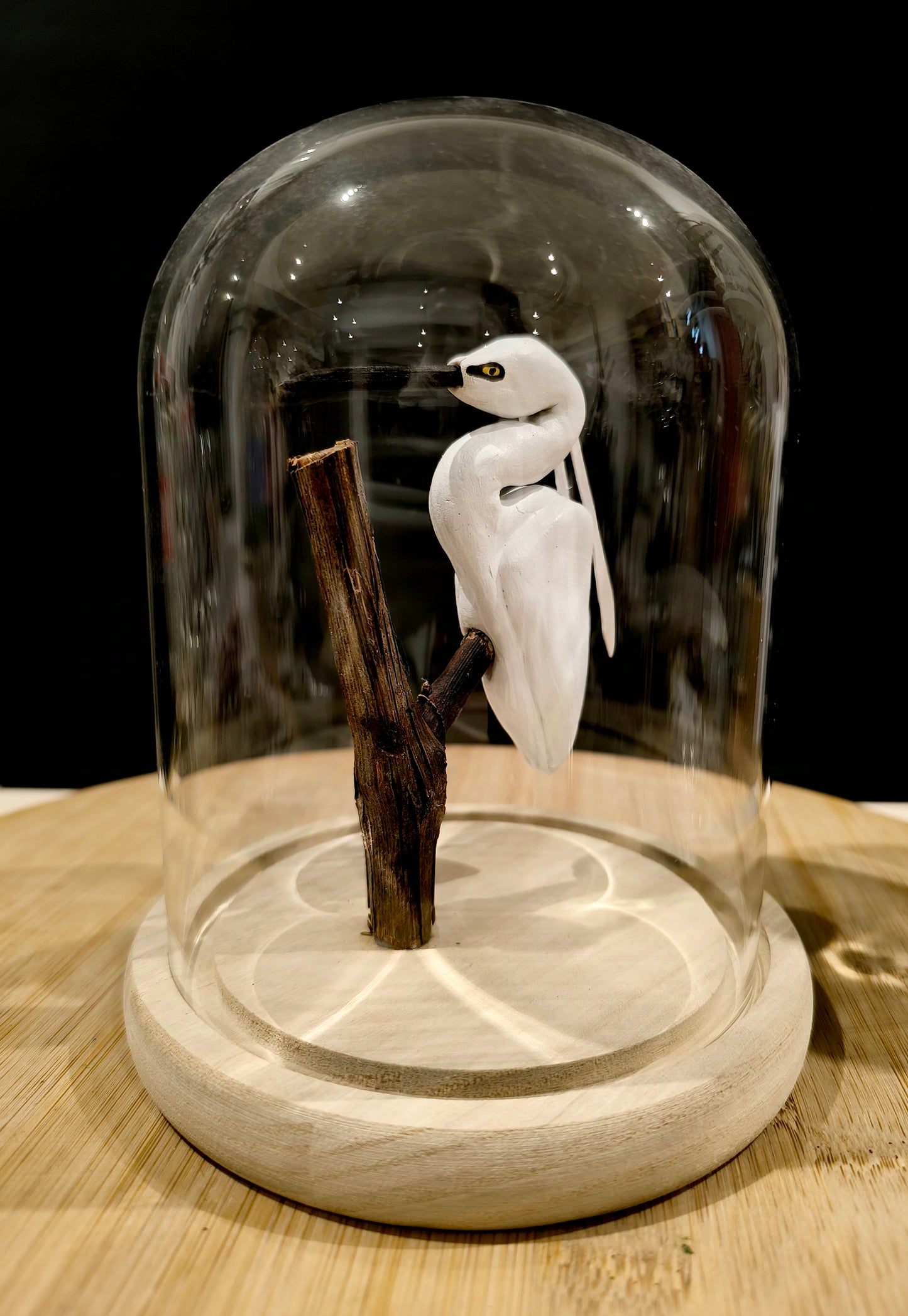 Aigrette garzette sous cloche façon cabinet de curiosité