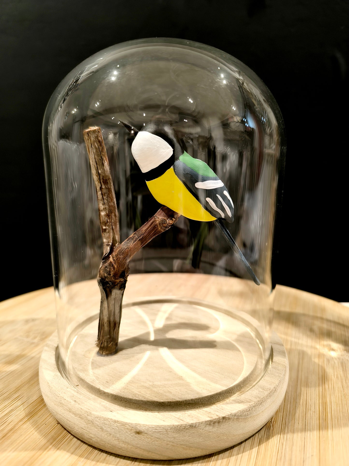 MESANGE CHARBONNIERE sous cloche de verre façon "Cabinet de curiosité"