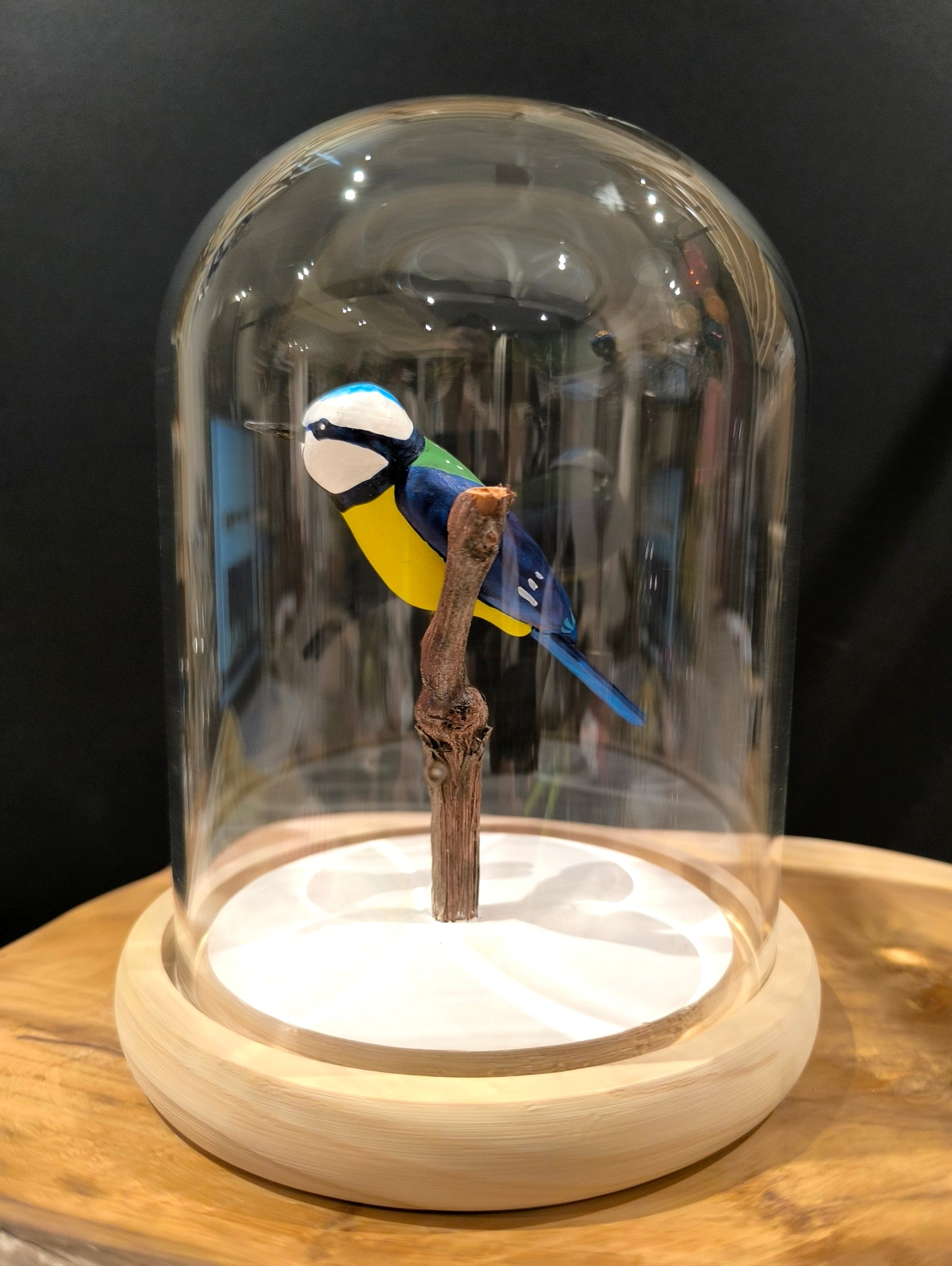 MESANGE BLEUE sous cloche de verre façon "Cabinet de curiosité"