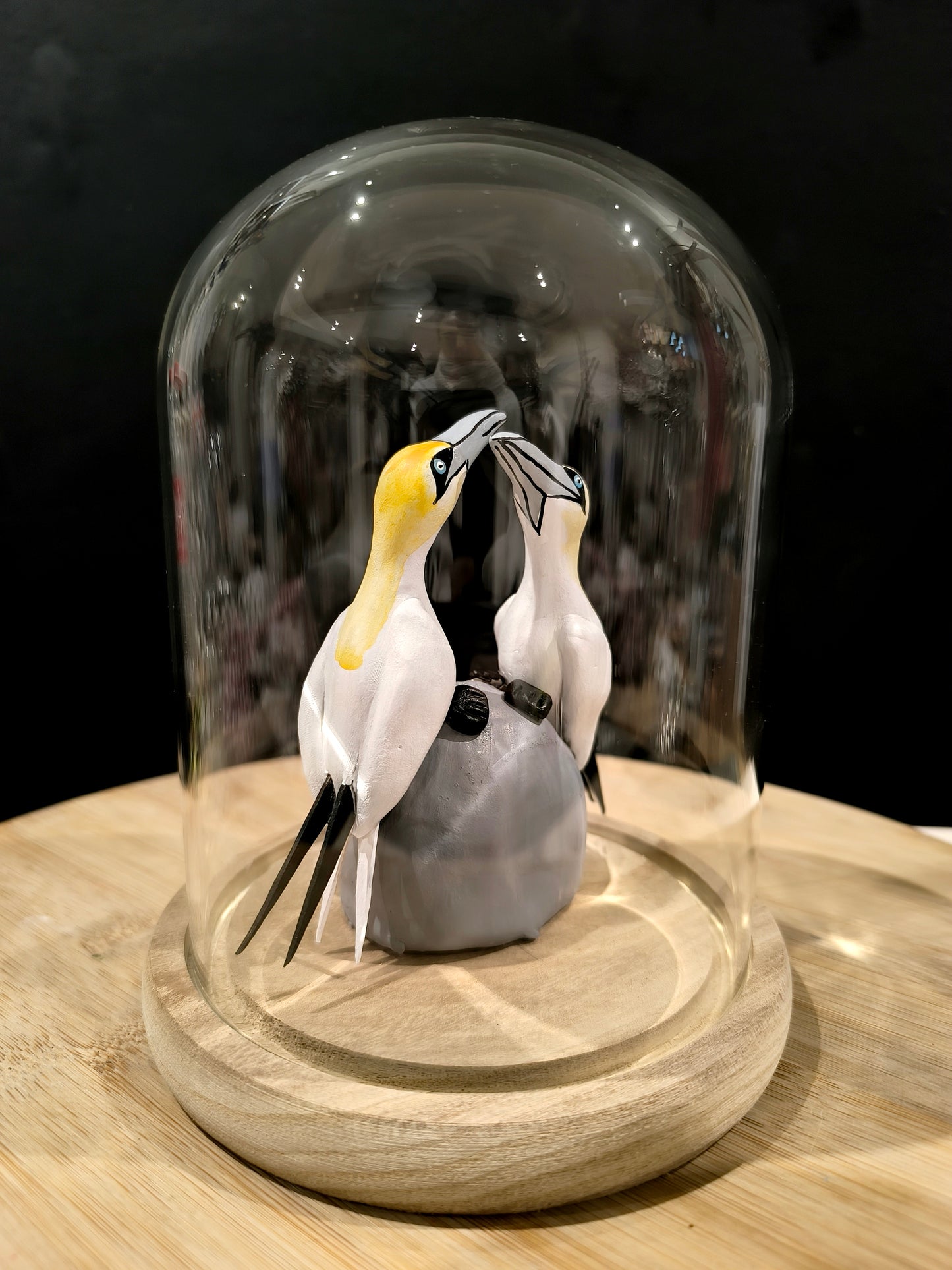 Coule de Fous de bassan en parade nuptiale sous cloche de verre, façon cabinet de curiosité