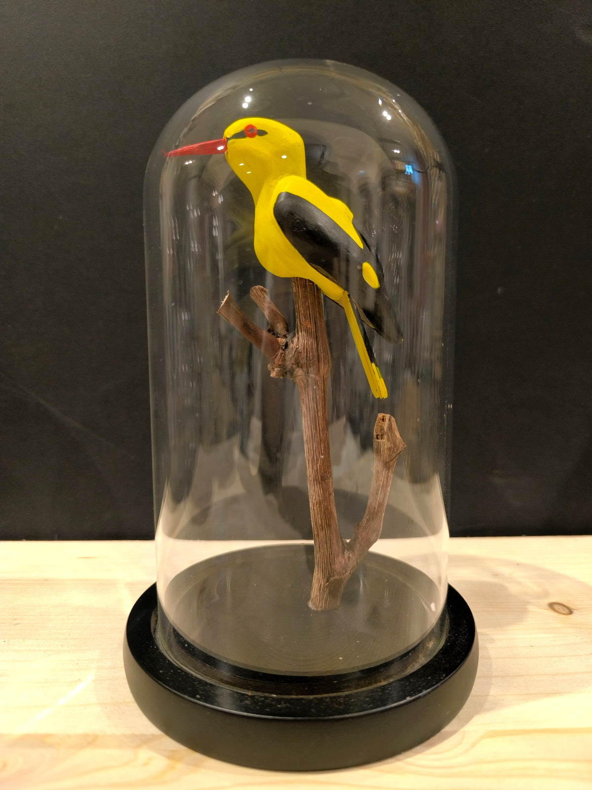 LORIOT D'EUROPE sous cloche de verre, façon "cabinet de curiosité" (Copie)