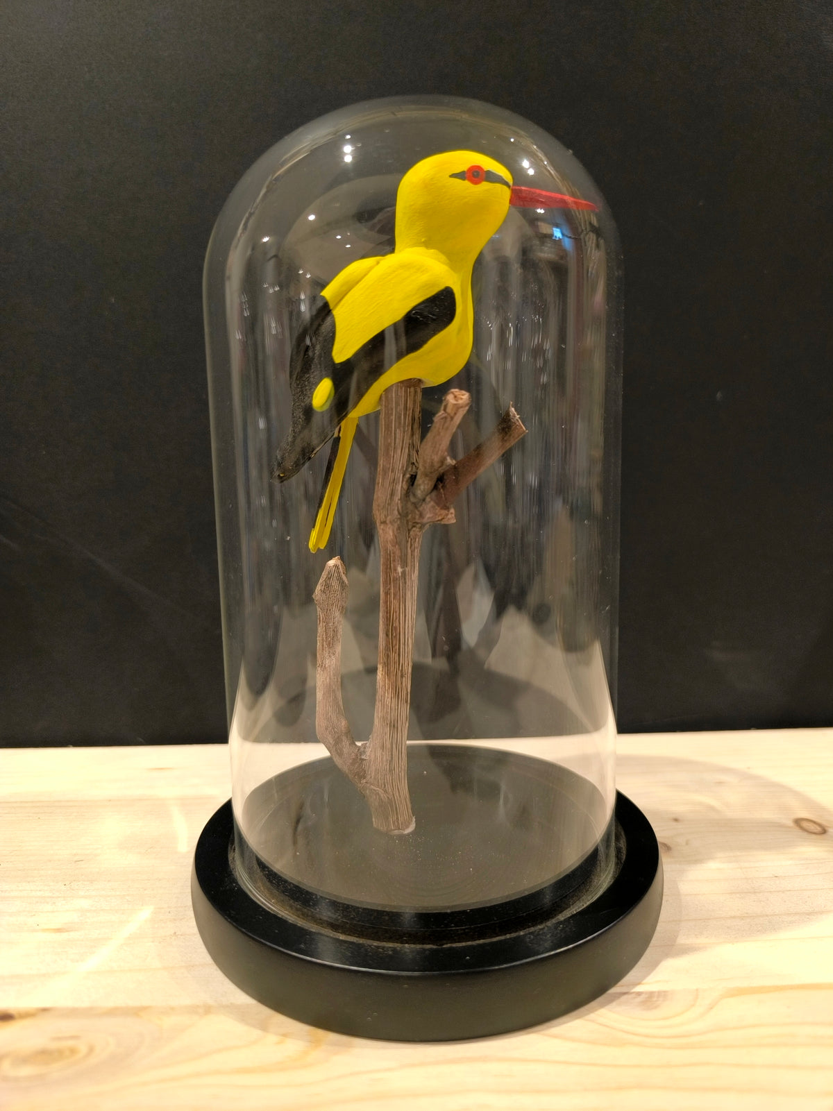 LORIOT D'EUROPE sous cloche de verre, façon "cabinet de curiosité" (Copie)