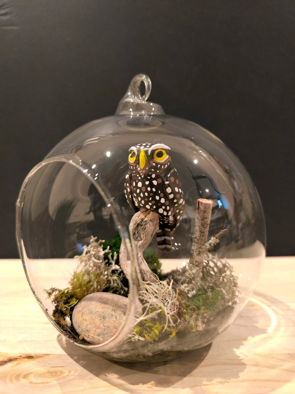 Chouette chevêche sur sa branche- Grande bulle de Rêve