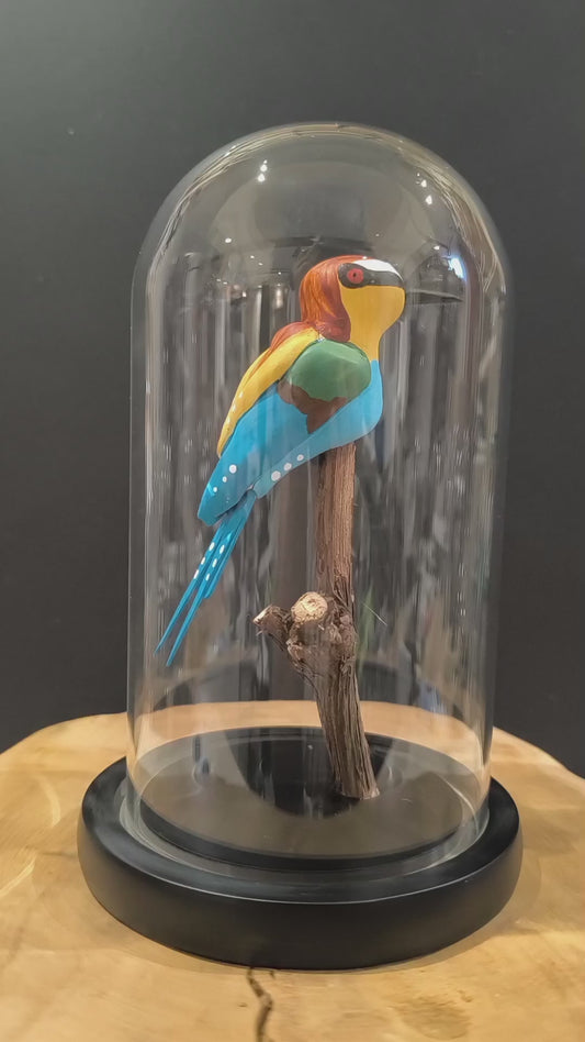 GUEPIER D'EUROPE  sous cloche de verre, façon cabinet de curiosité