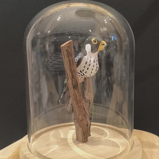 Sculpture Faucon pèlerin sous cloche de verre. Argile modelée et peinte à la main à Angers, France