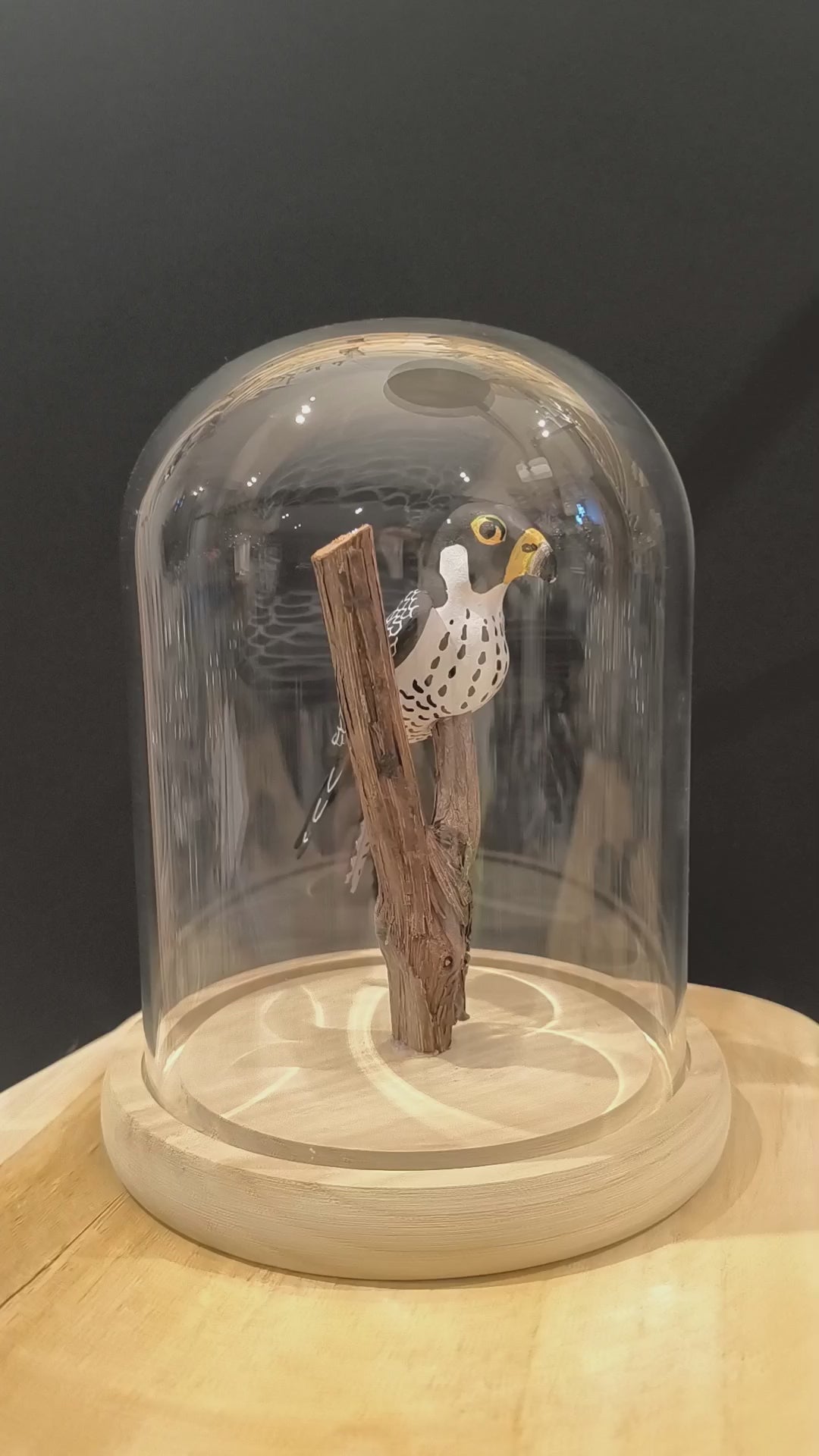 Sculpture Faucon pèlerin sous cloche de verre. Argile modelée et peinte à la main à Angers, France