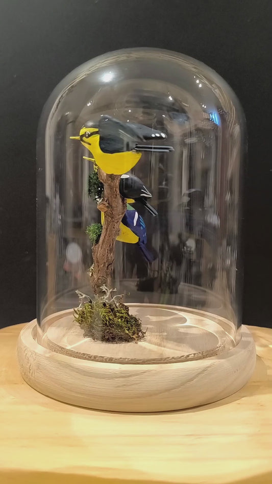 Mésange bleue et ses petits sous cloche