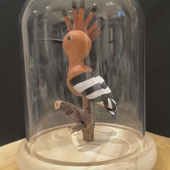 Sculpture Huppe fasciée sous cloche de verre. Argile modelée et peinte à le main à Angers, France.