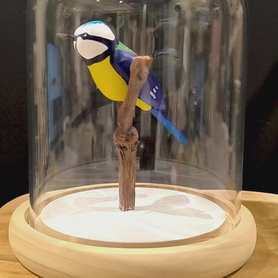 Sculpture Mésange bleue sous cloche de verre. Argile modelée et peinte à la main à Angers, France.