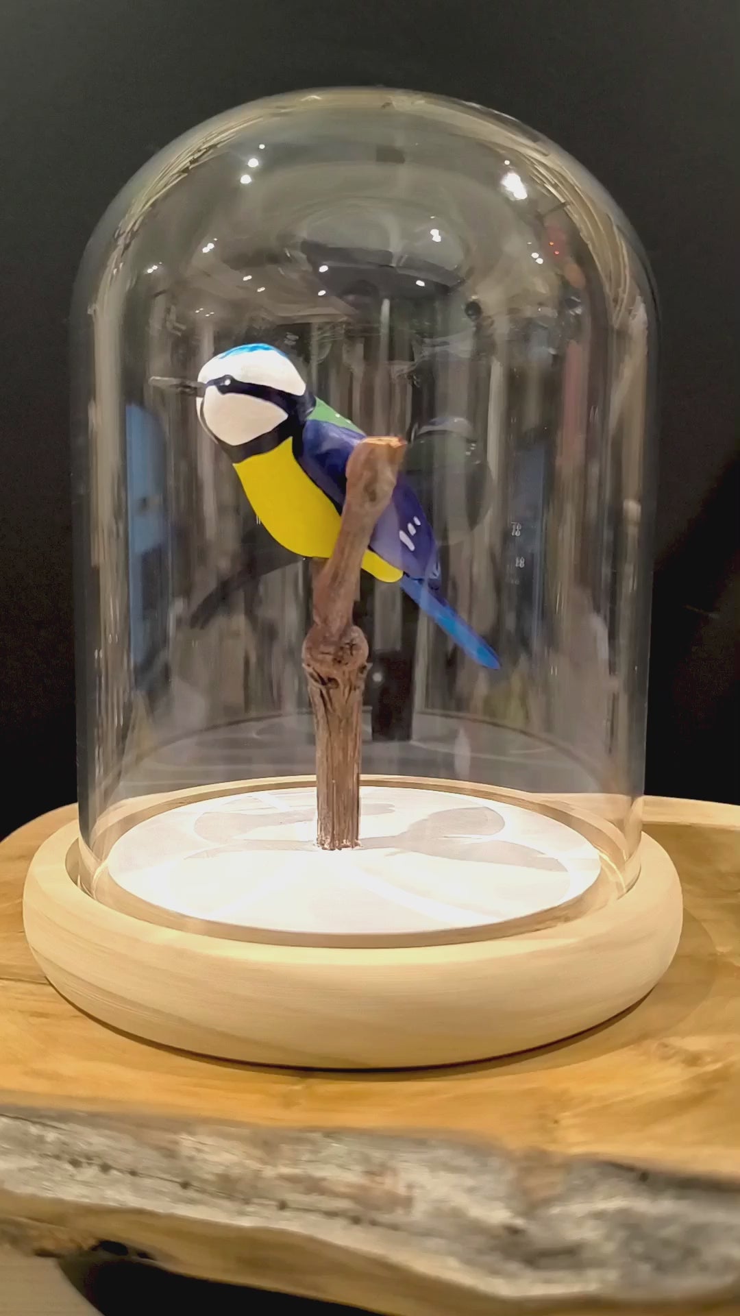 Sculpture Mésange bleue sous cloche de verre. Argile modelée et peinte à la main à Angers, France.