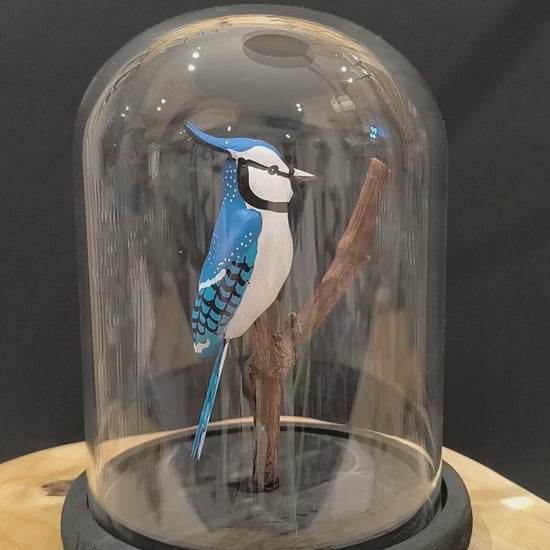 Sculpture Geai bleue sous cloche de verre. Argile modelée et peinte à la main à Angers France.