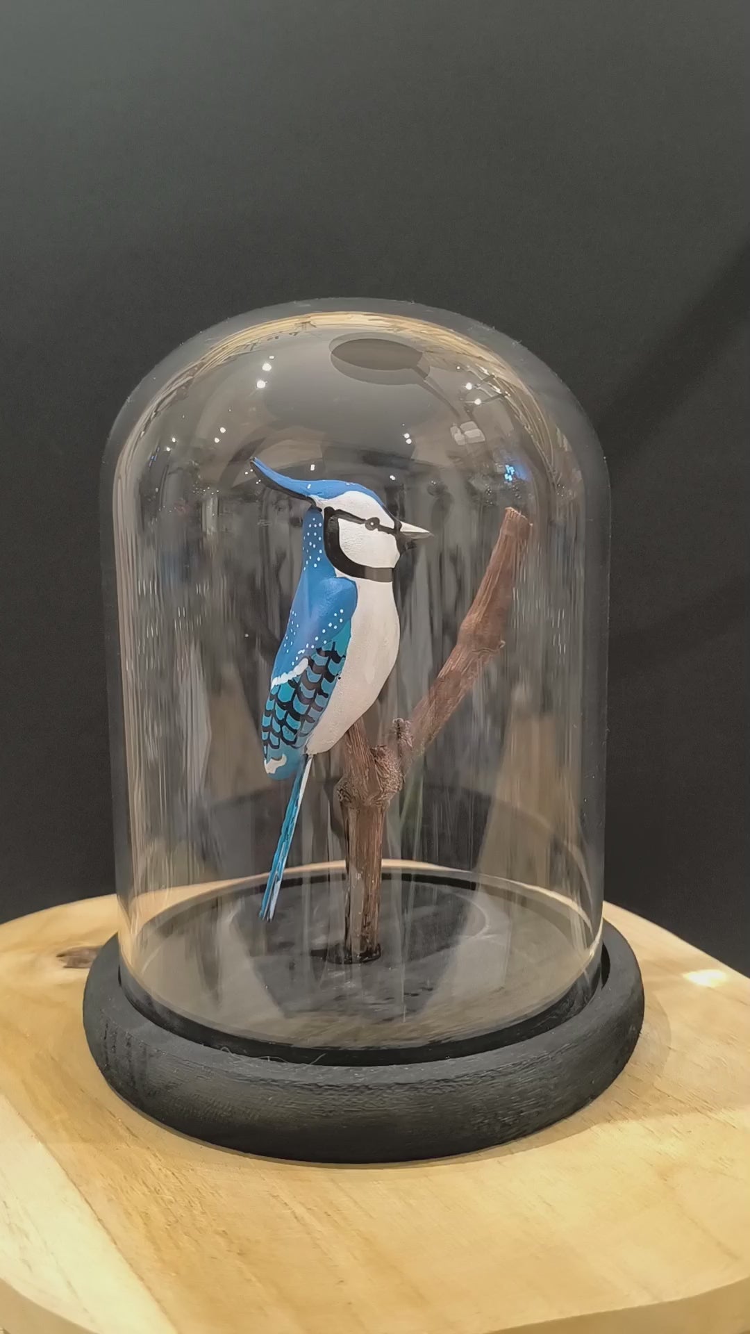 Sculpture Geai bleue sous cloche de verre. Argile modelée et peinte à la main à Angers France.