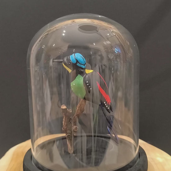 Sculpture Paradisier républicain sous cloche de verre. Argile modelée et peinte à la main à Angers, France.