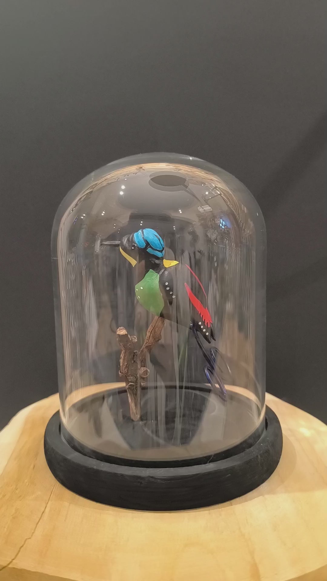 Sculpture Paradisier républicain sous cloche de verre. Argile modelée et peinte à la main à Angers, France.