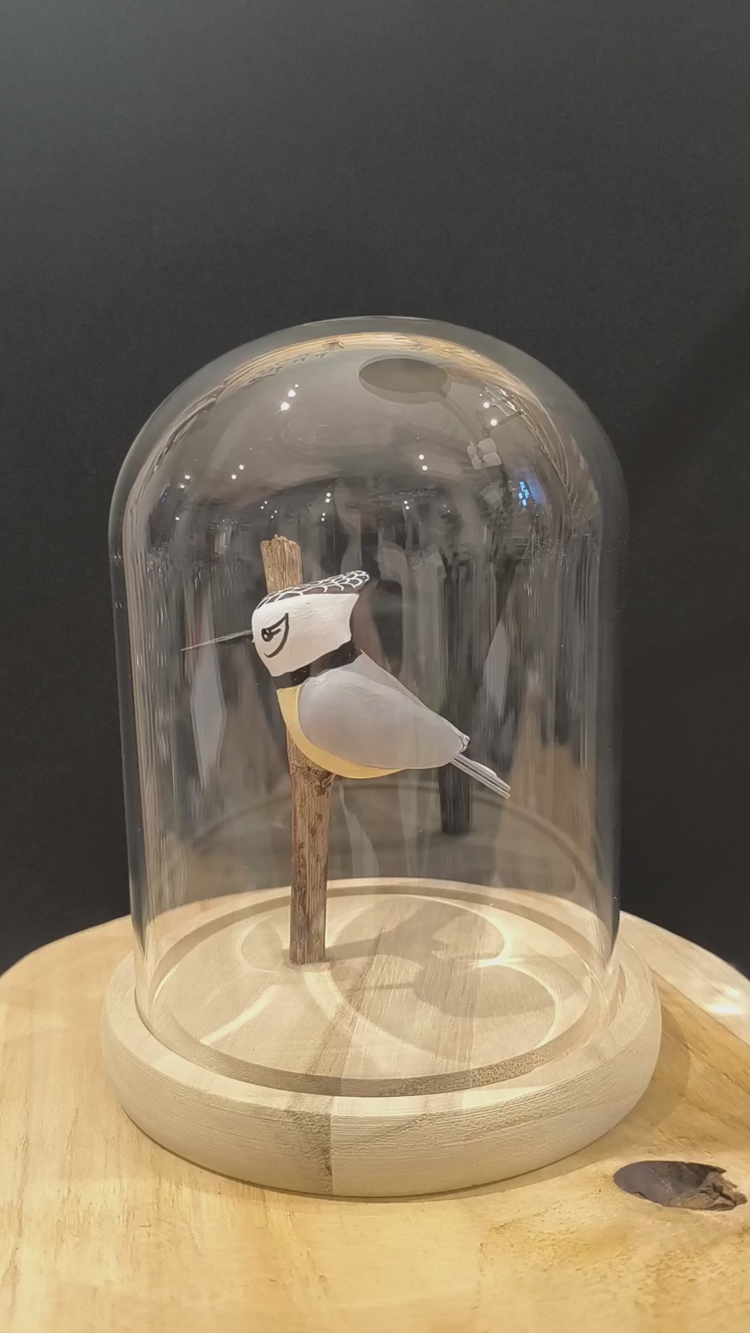 Sculpture Mésange huppée sous cloche de verre. Argile modelée et peinte  à la main à Angers, France.