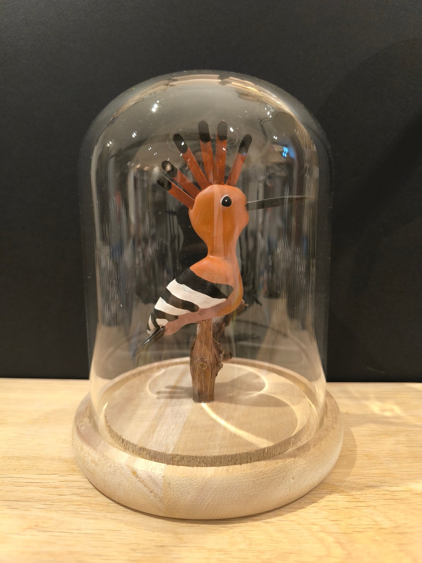 HUPPE FASCIEE Sous cloche de verre, façon "cabinet de curiosité"