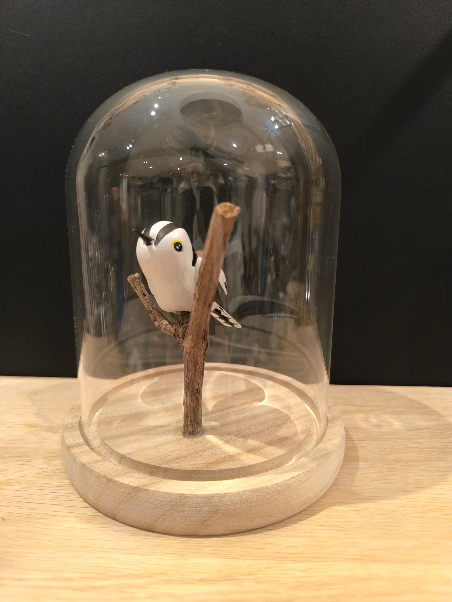 ORITE A LONGUE QUEUE sous cloche de verre façon "Cabinet de curiosité"