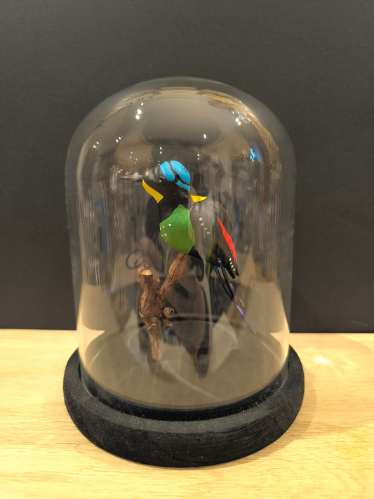 Figurine sculptée oiseau Paradisier républicain sous cloche de verre décorative façon cabinet de curiosité. Fait main en France.