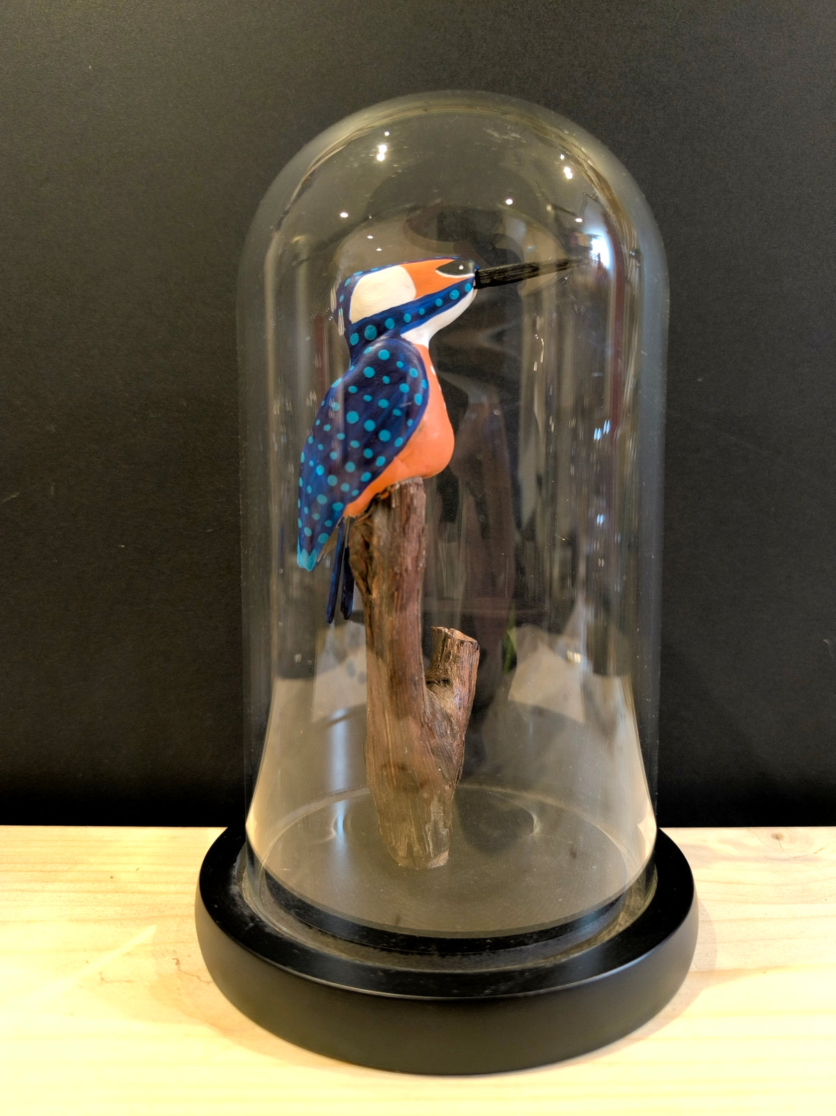 MARTIN PECHEUR  avec son poisson sous cloche de verre, façon "cabinet de curiosité"