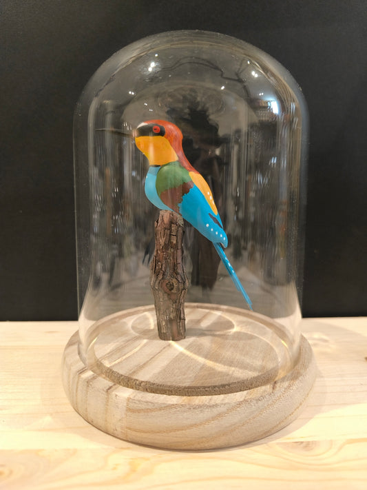 EUROPEAN BEE-EATER under a glass bell jar, like a cabinet of curiosities