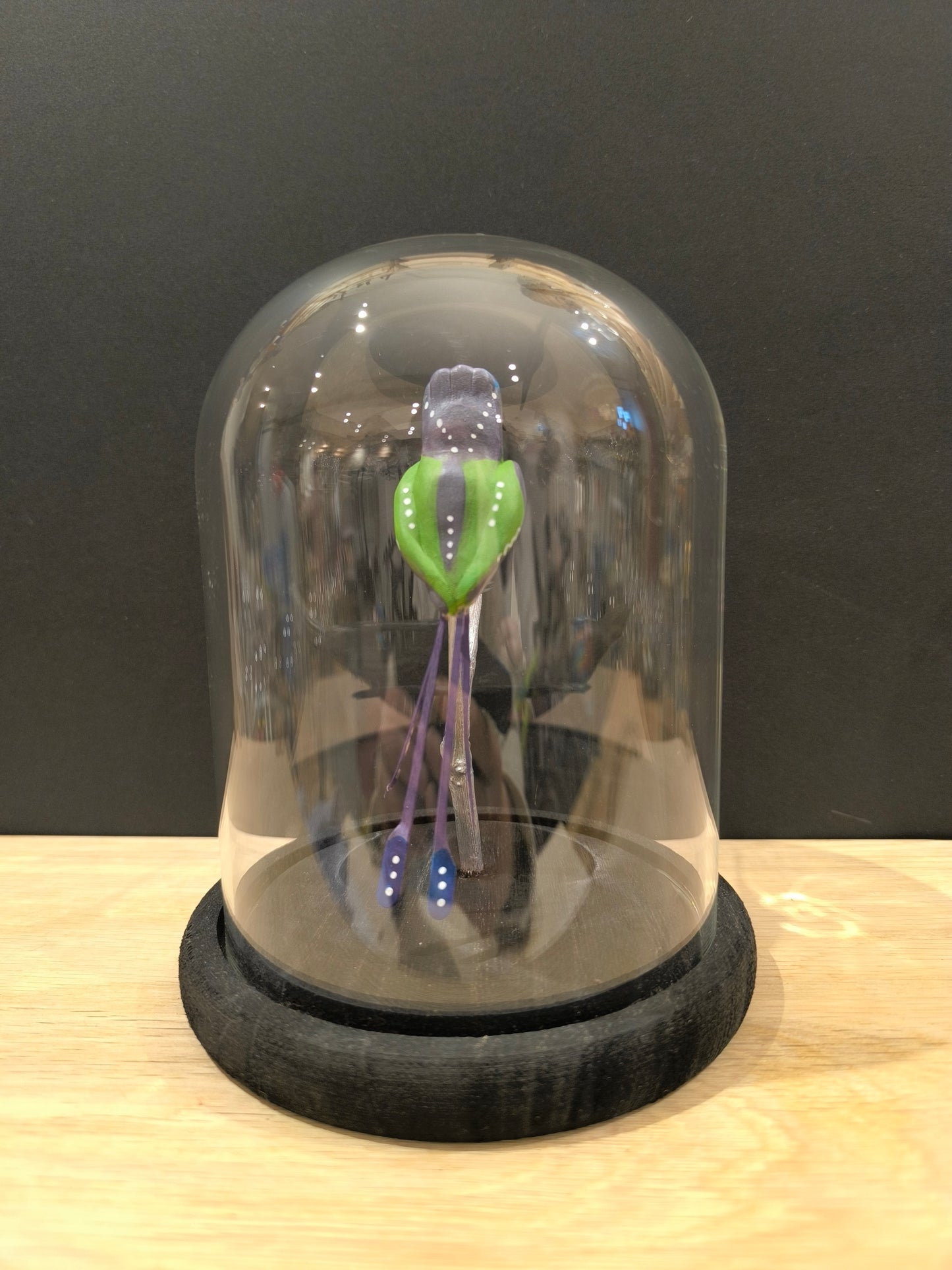 COLIBRI A QUEUE EN SPATULE sous cloche de verre, façon cabinet de curiosité