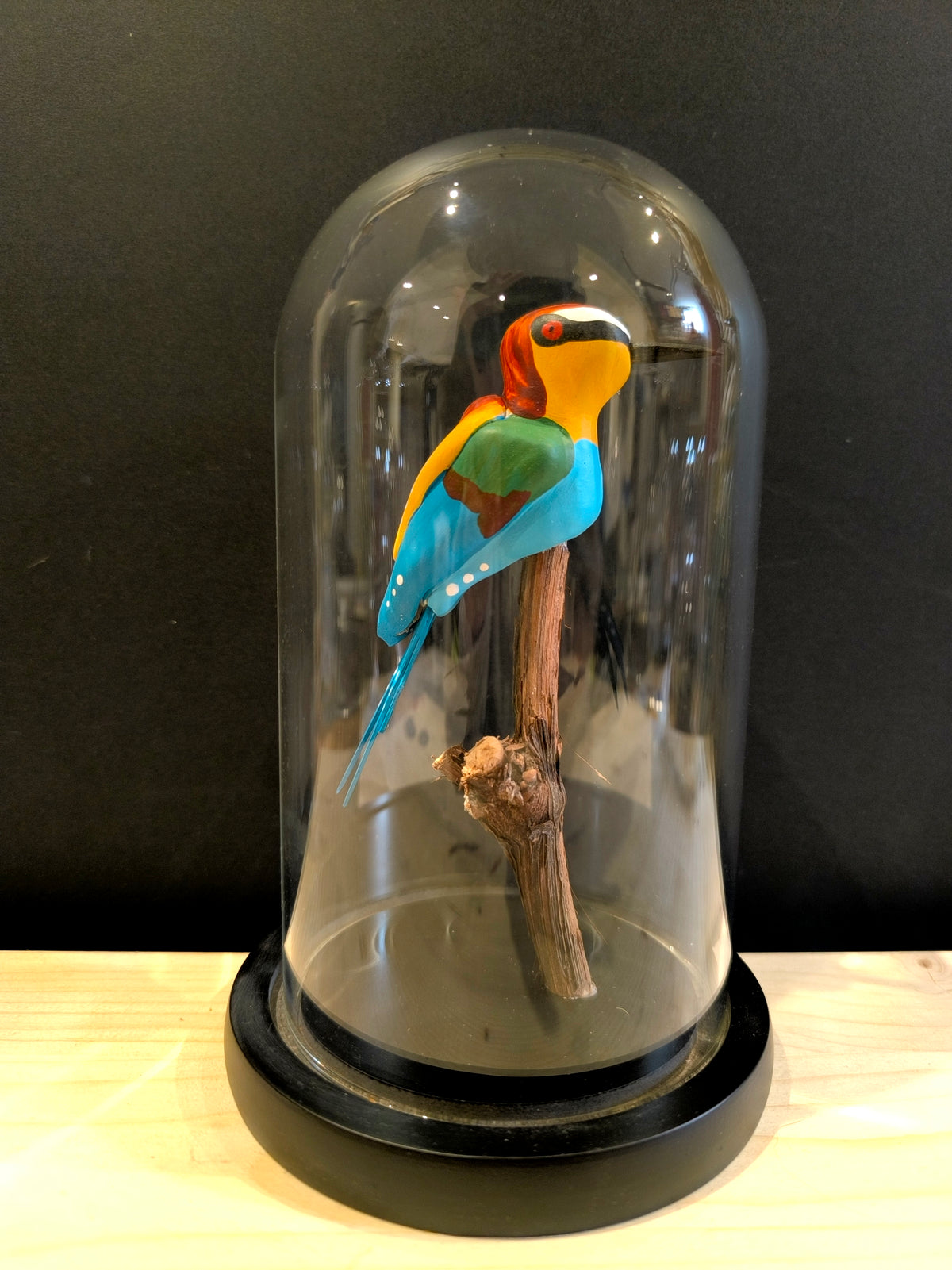 GUEPIER D'EUROPE  sous cloche de verre, façon cabinet de curiosité