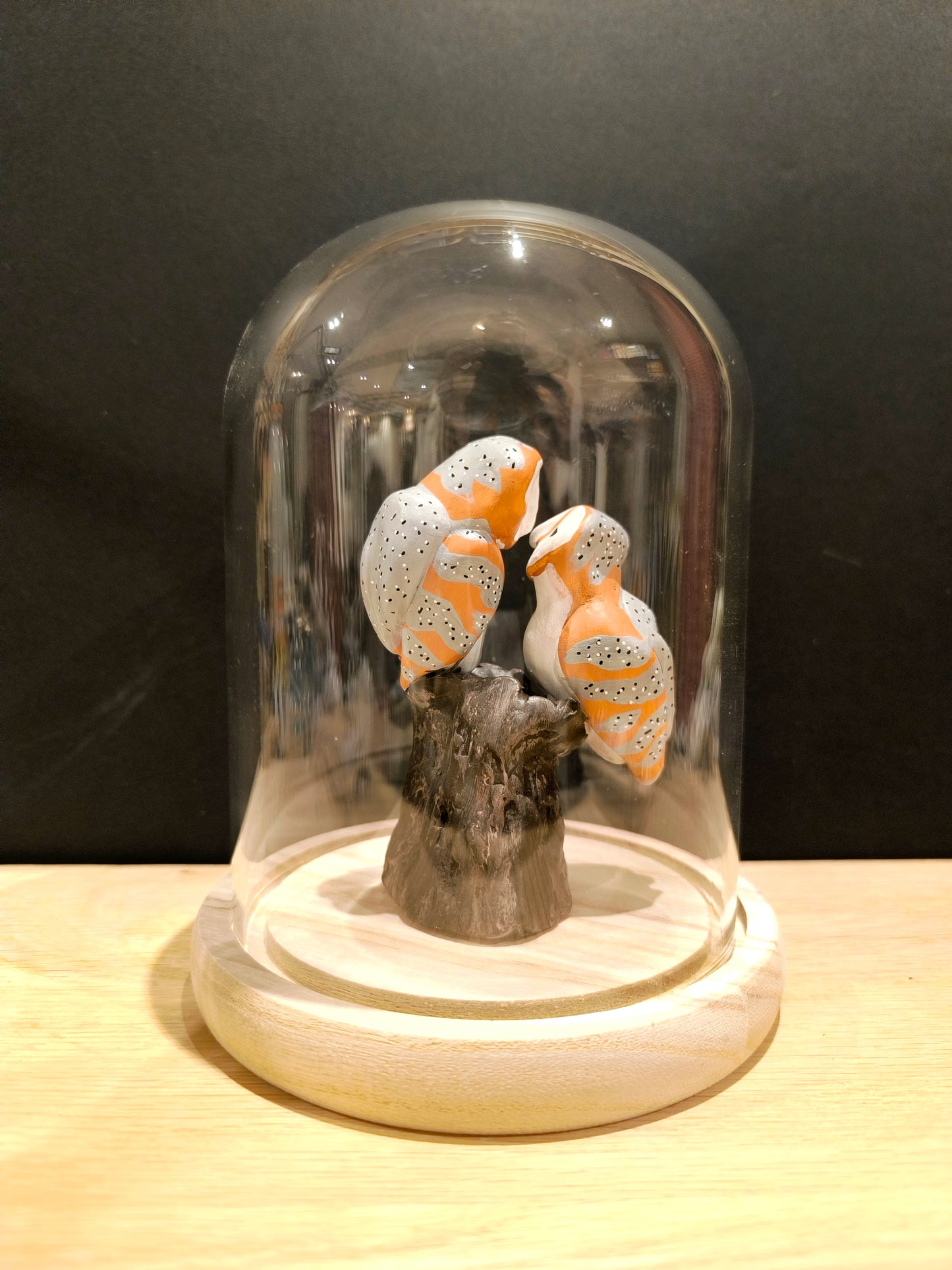 CHOUETTES EFFRAIES en parade nuptiale sous cloche de verre, façon cabinet de curiosité