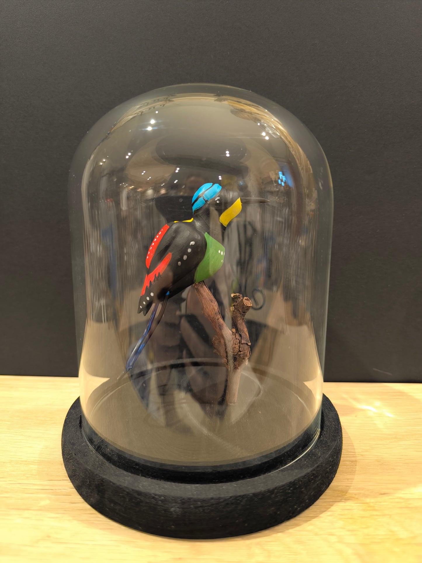 PARADISIER REPUBLICAIN sous cloche de verre, façon cabinet de curiosité