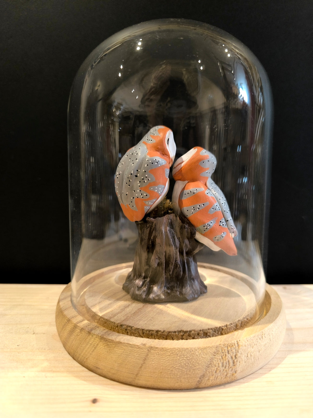 CHOUETTES EFFRAIES en parade nuptiale sous cloche de verre, façon cabinet de curiosité
