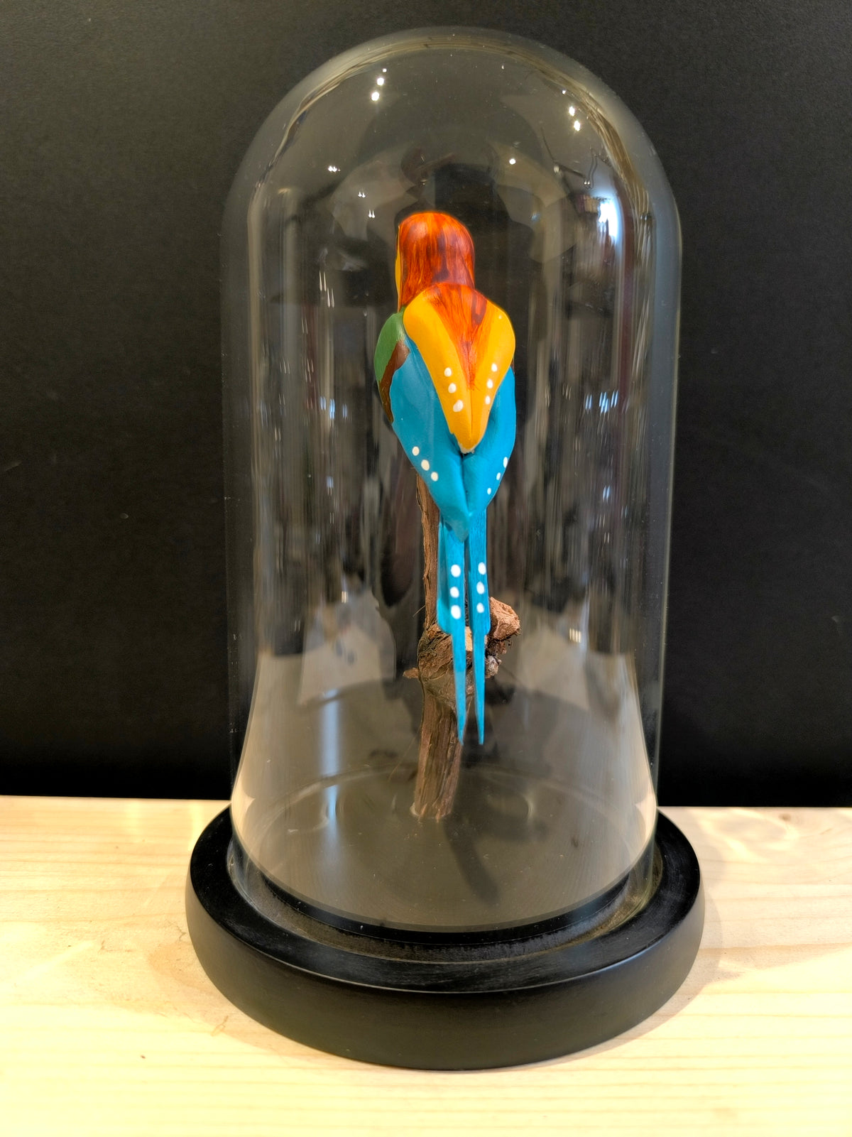 GUEPIER D'EUROPE  sous cloche de verre, façon cabinet de curiosité