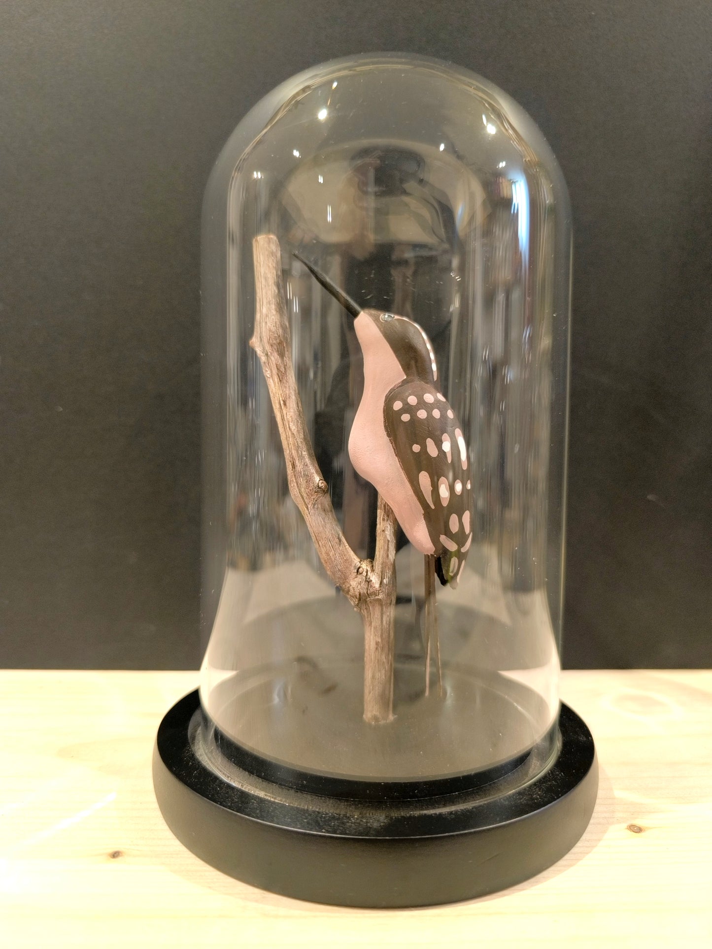 GRIMPEREAU DES JARDINS sous cloche de verre façon "Cabinet de curiosté"