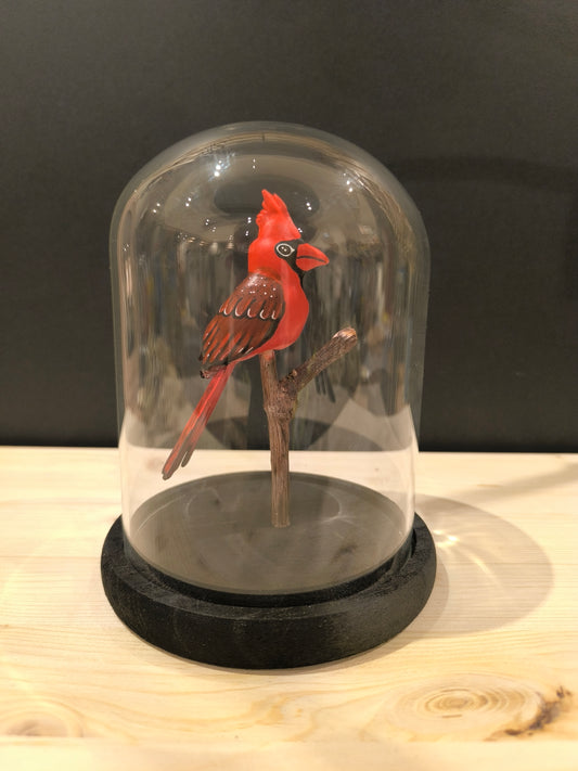 CARDINAL ROUGE sous cloche de verre, façon cabinet de curiosité