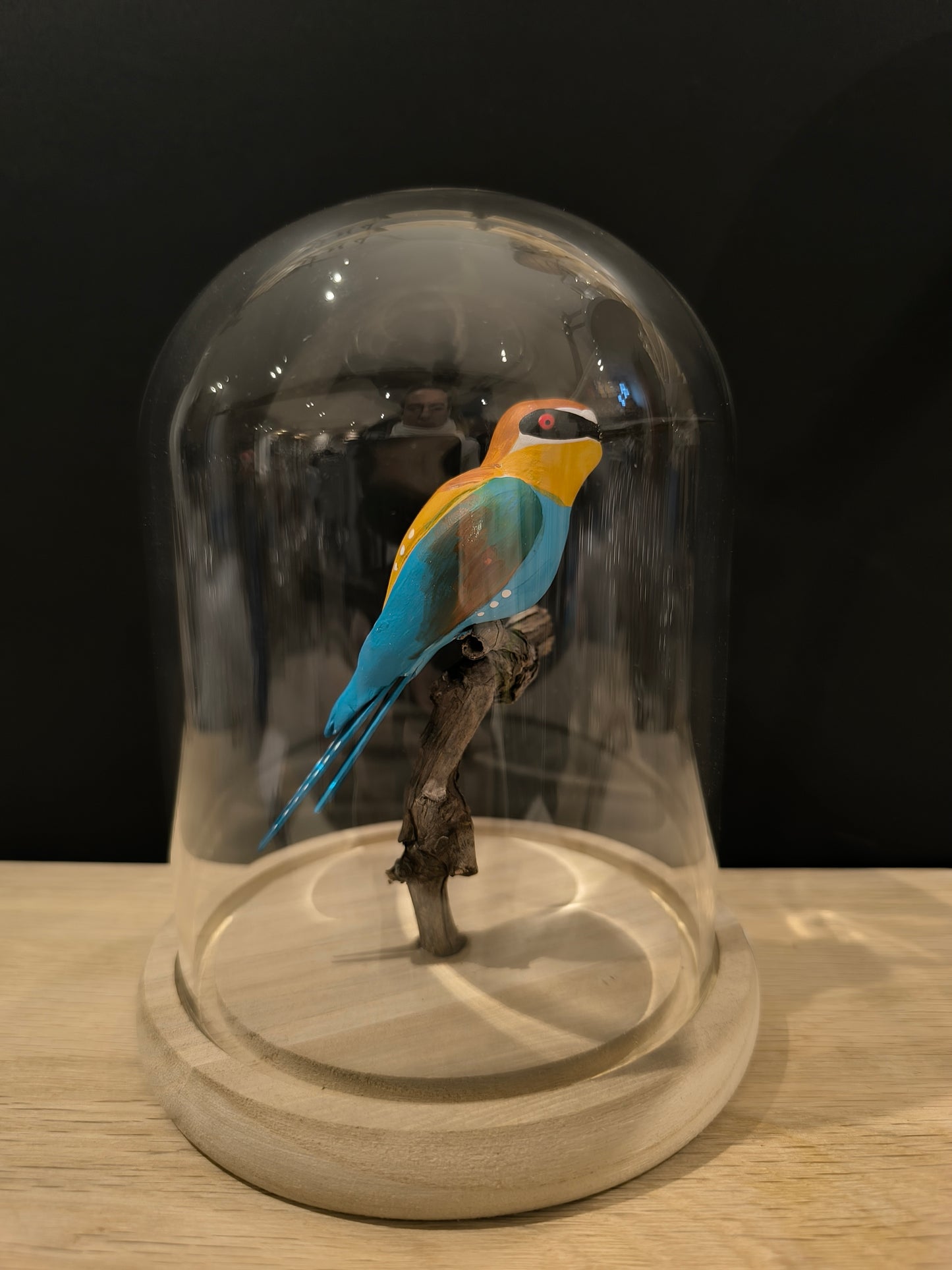EUROPEAN BEE-EATER under a glass bell jar, like a cabinet of curiosities