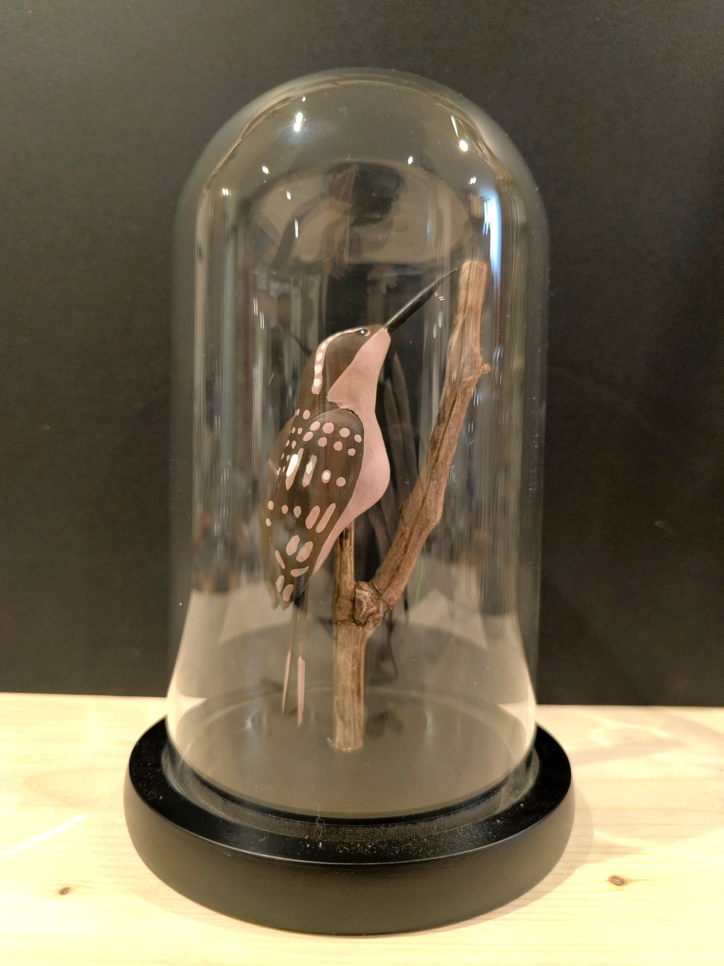 GRIMPEREAU DES JARDINS sous cloche de verre façon "Cabinet de curiosté"