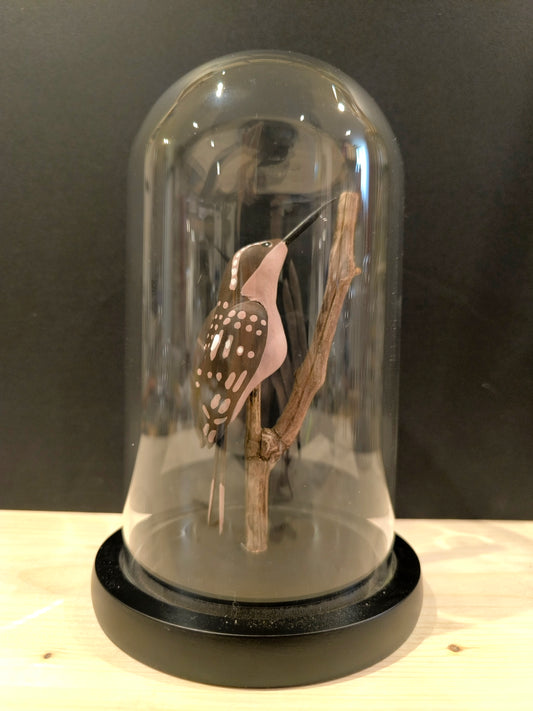 GARDEN CREEPER under a glass bell jar in the style of a "Cabinet of Curiosities"