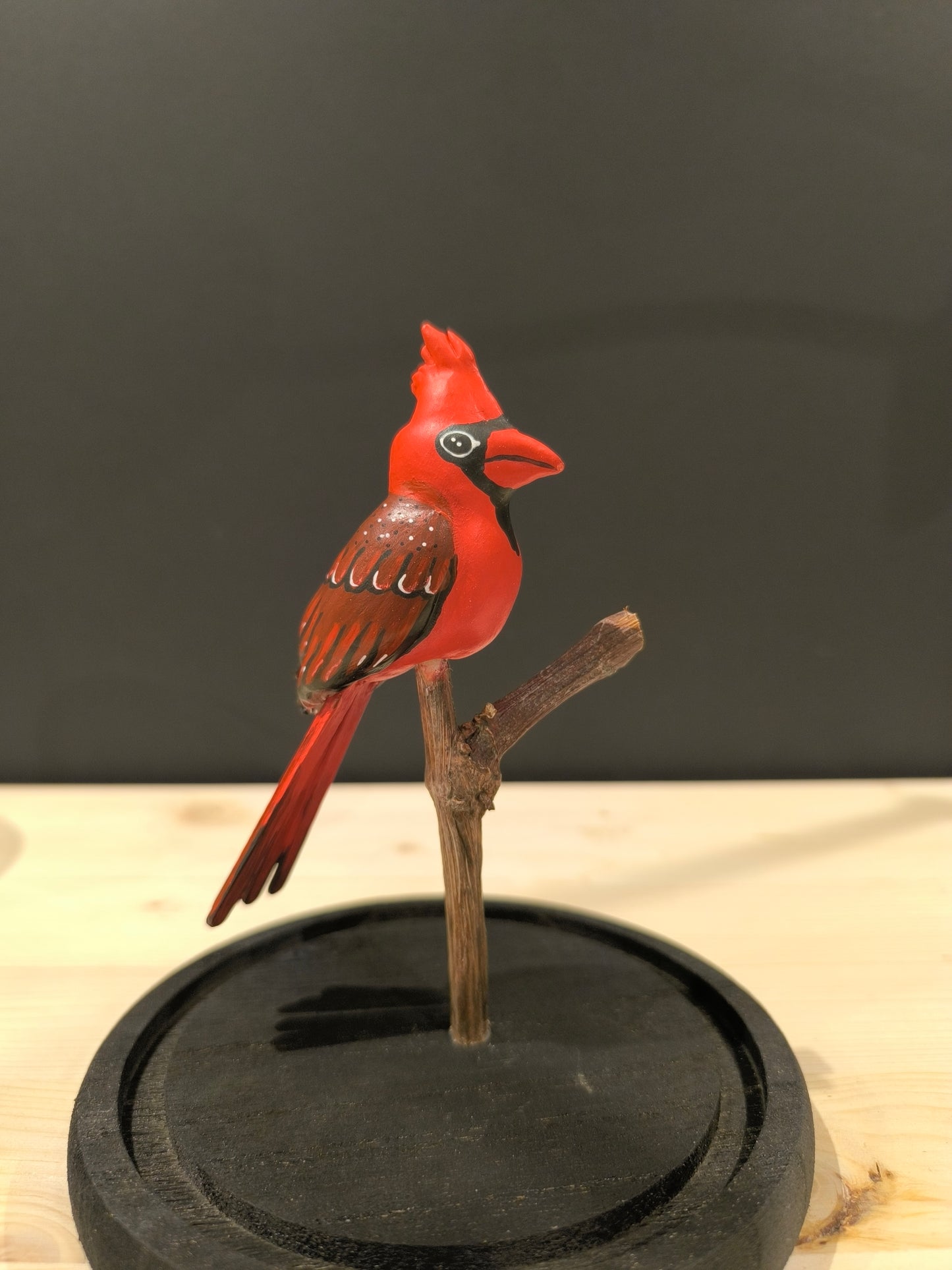 CARDINAL ROUGE sous cloche de verre, façon cabinet de curiosité