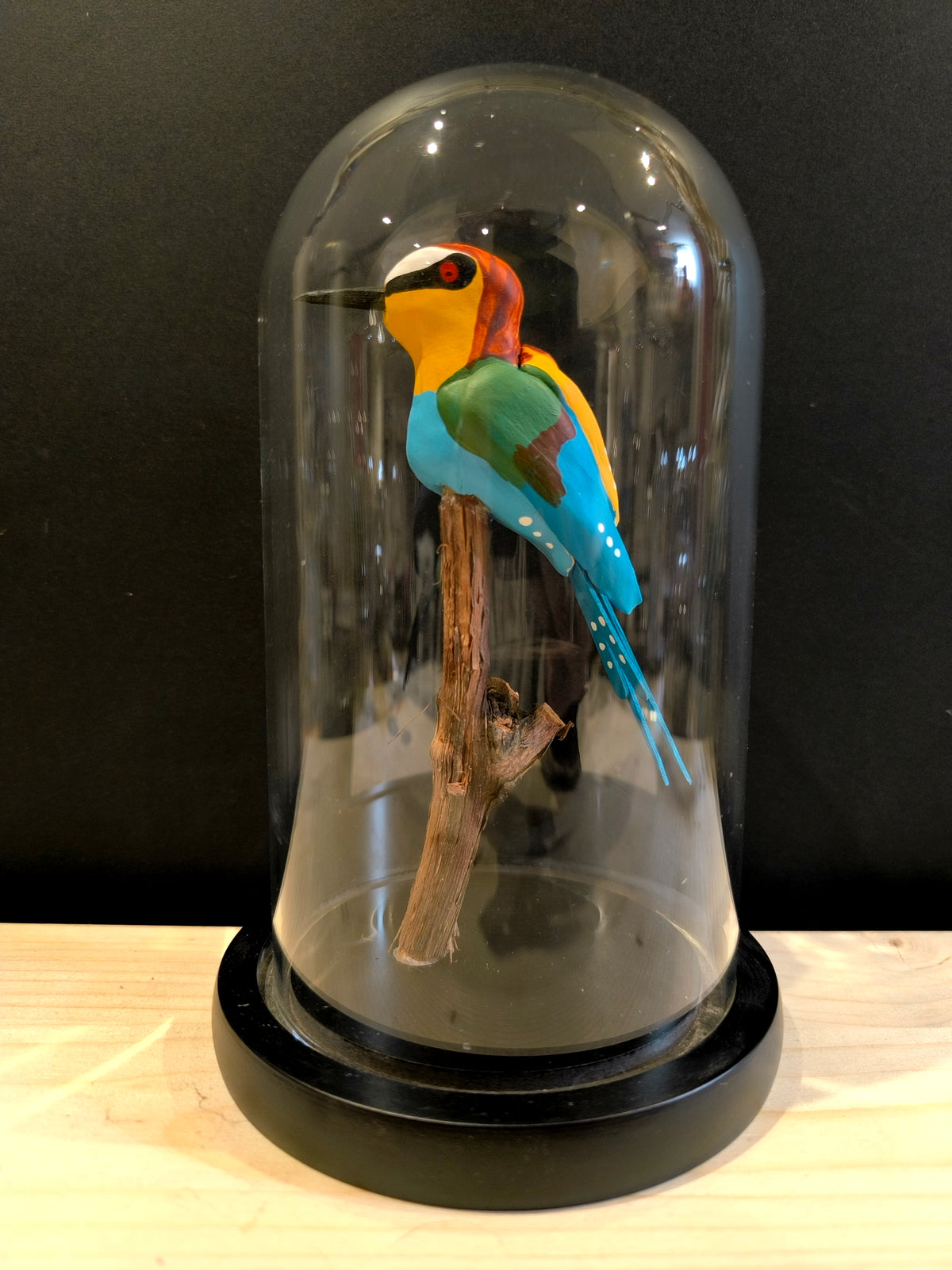 GUEPIER D'EUROPE  sous cloche de verre, façon cabinet de curiosité
