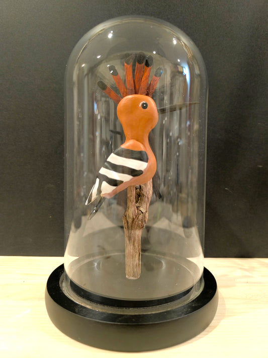 Hoopoe Under glass bell, "curiosity cabinet" style