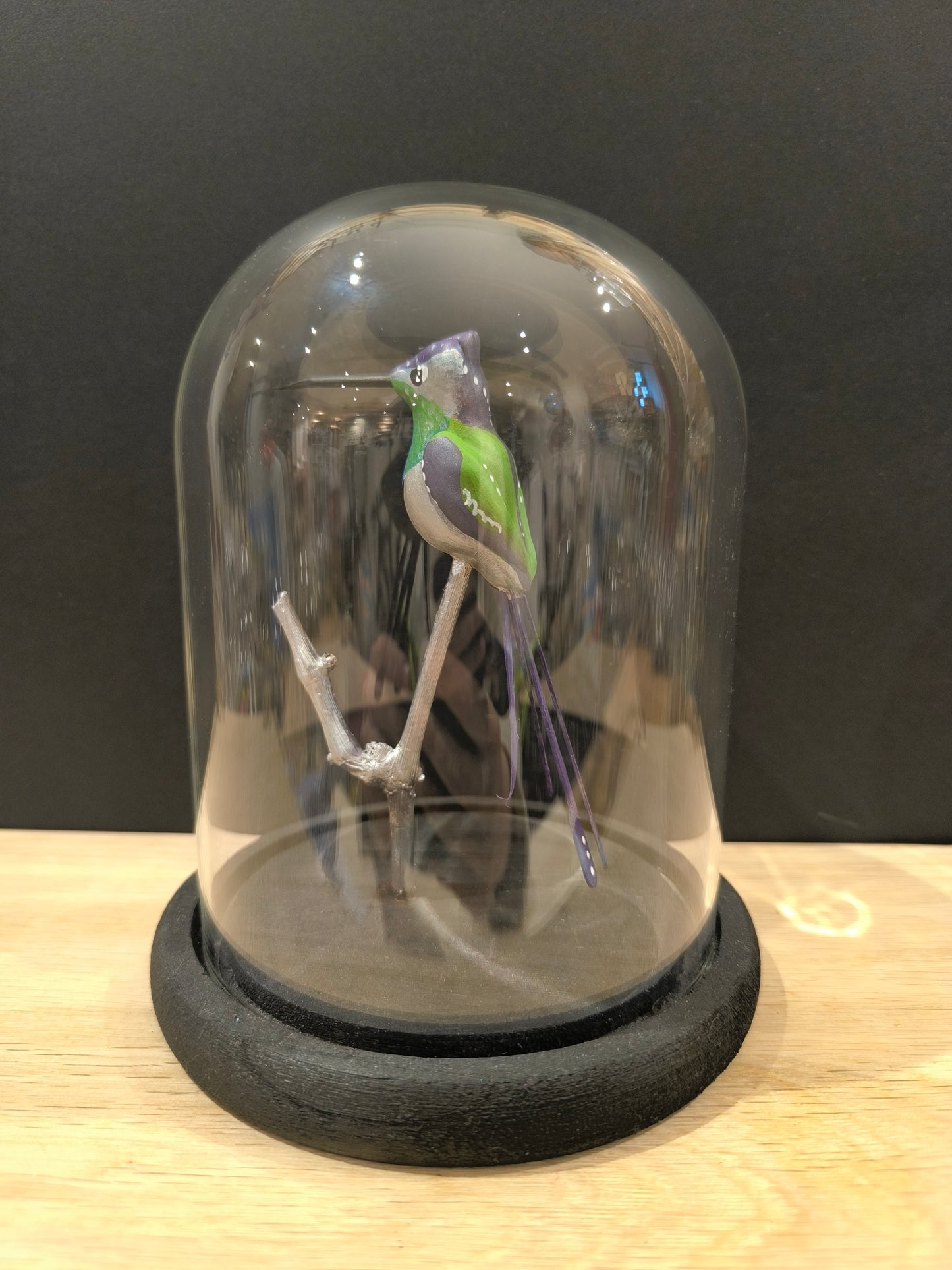 COLIBRI A QUEUE EN SPATULE sous cloche de verre, façon cabinet de curiosité