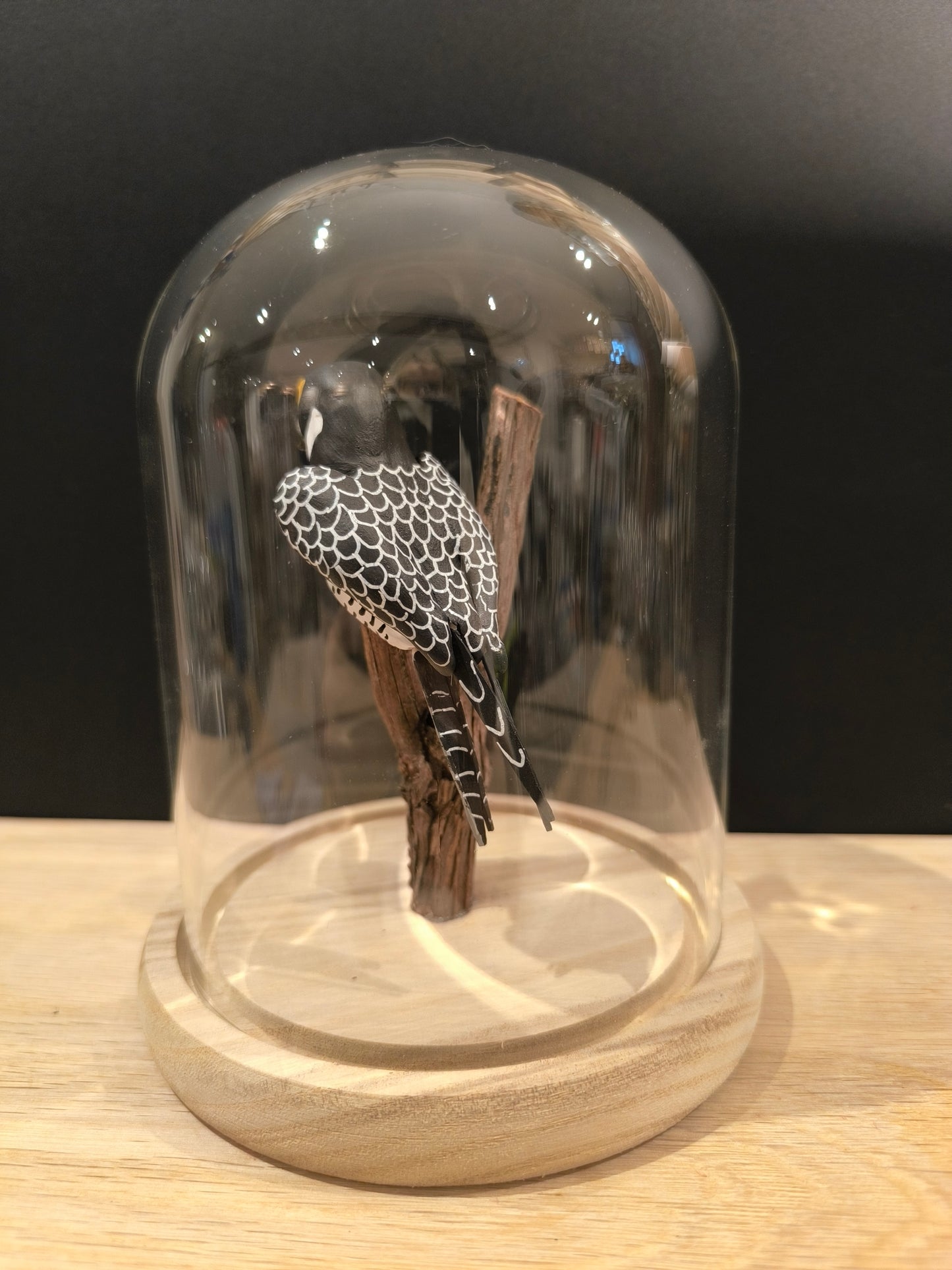 FAUCON PELERIN sous cloche de verre, façon cabinet de curiosité