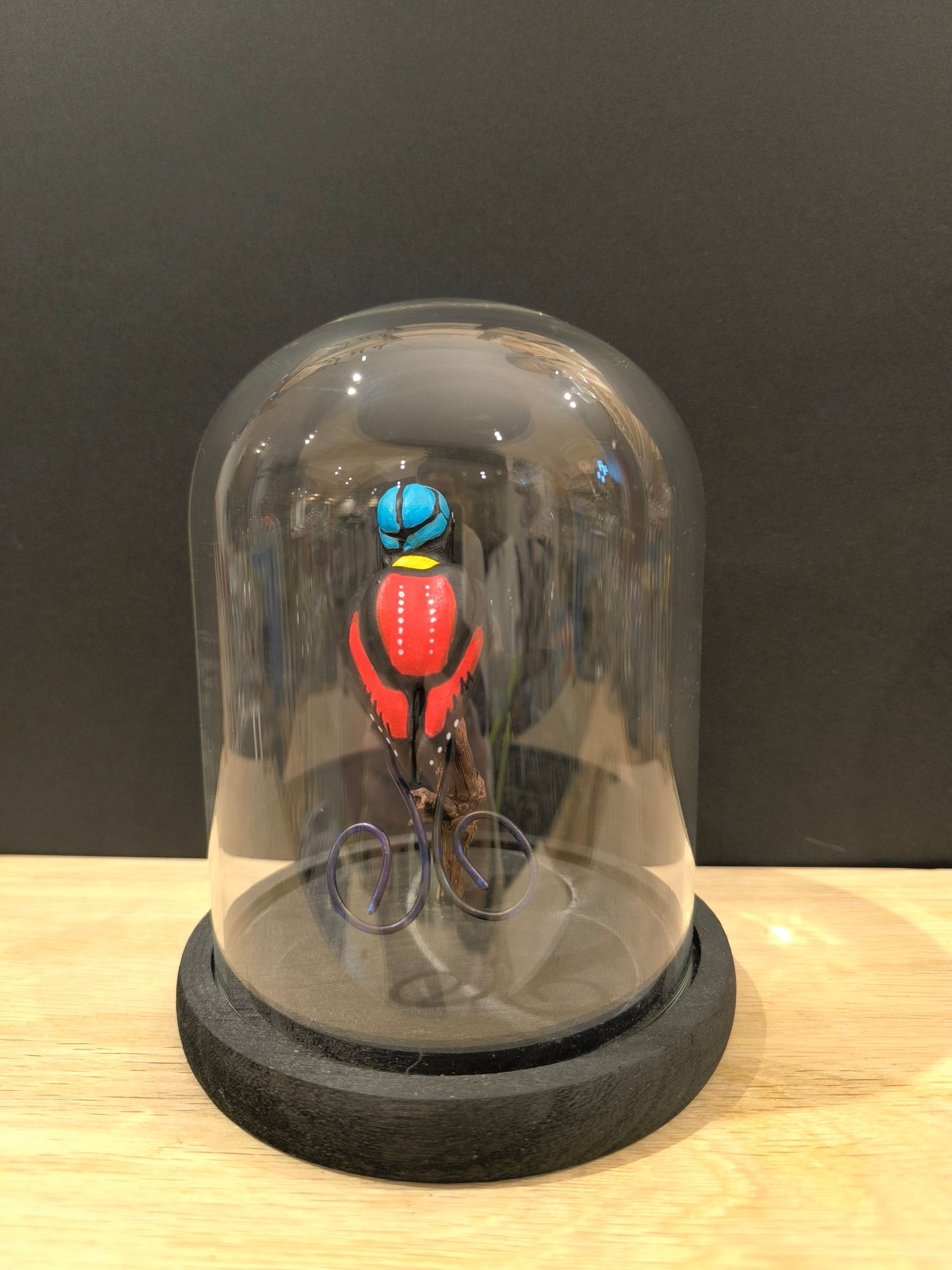 PARADISIER REPUBLICAIN sous cloche de verre, façon cabinet de curiosité