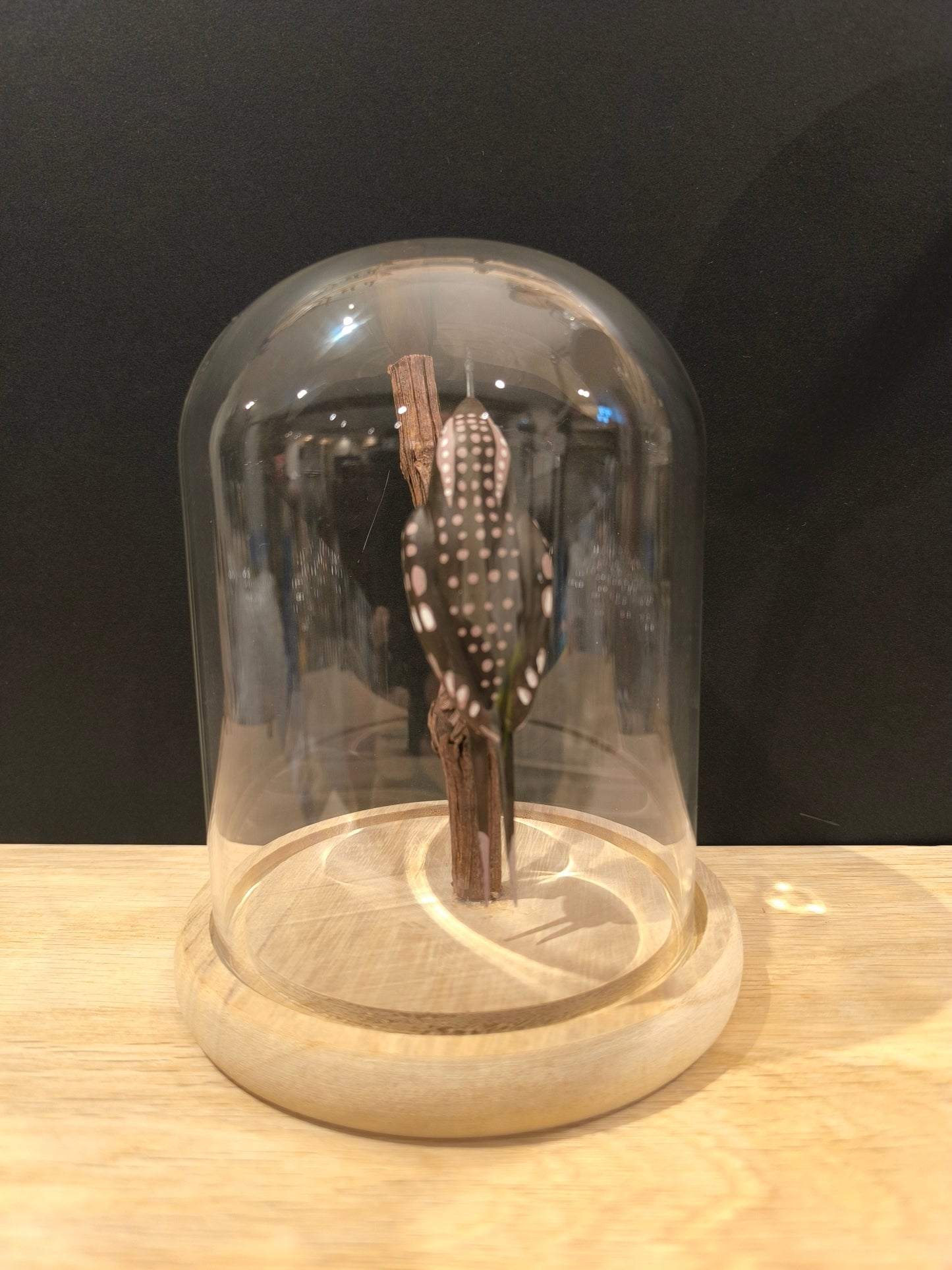 GRIMPEREAU DES JARDINS sous cloche de verre façon "Cabinet de curiosté"