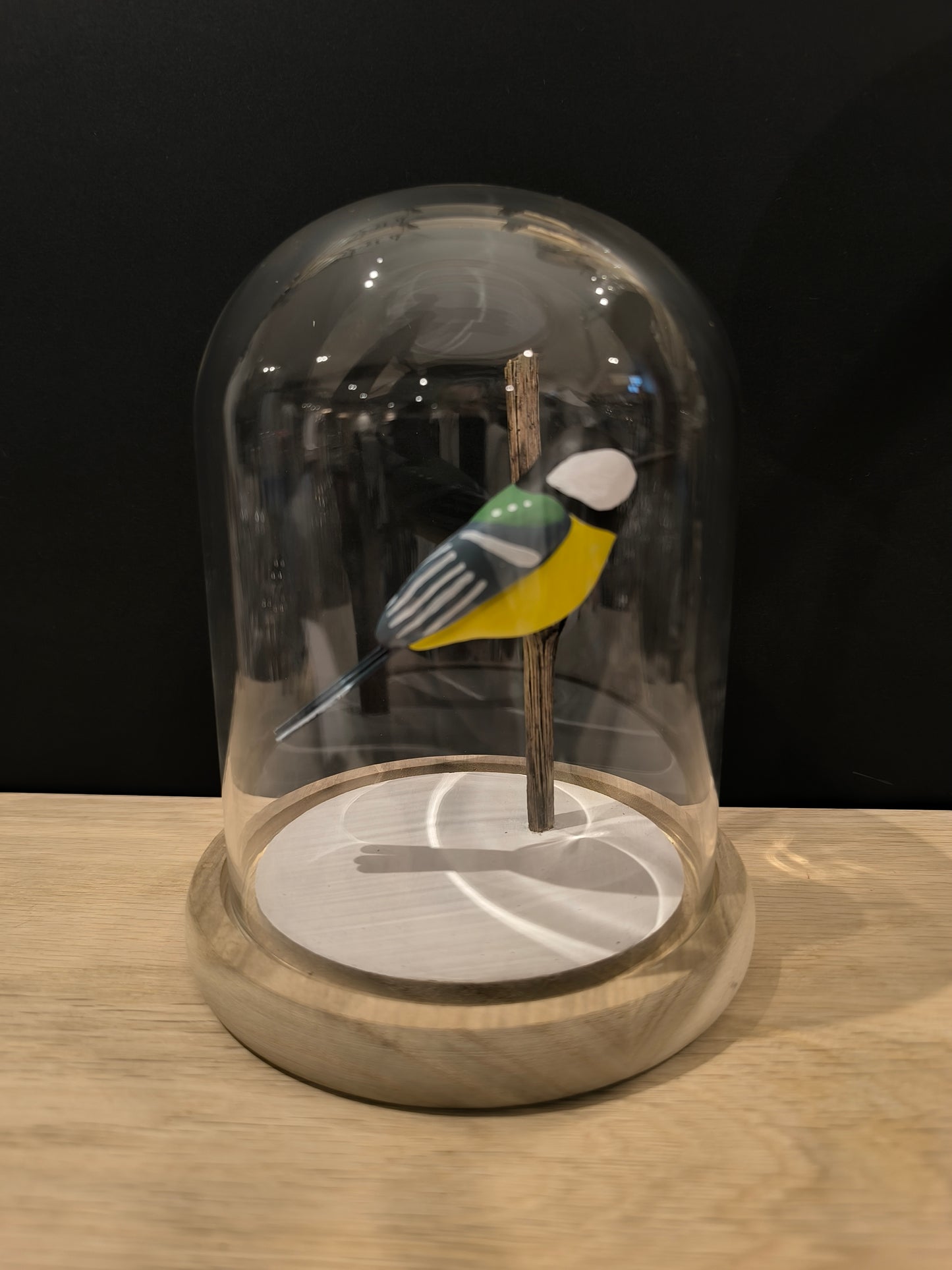 GREAT TIT under a glass bell jar in the style of a "Cabinet of Curiosities"
