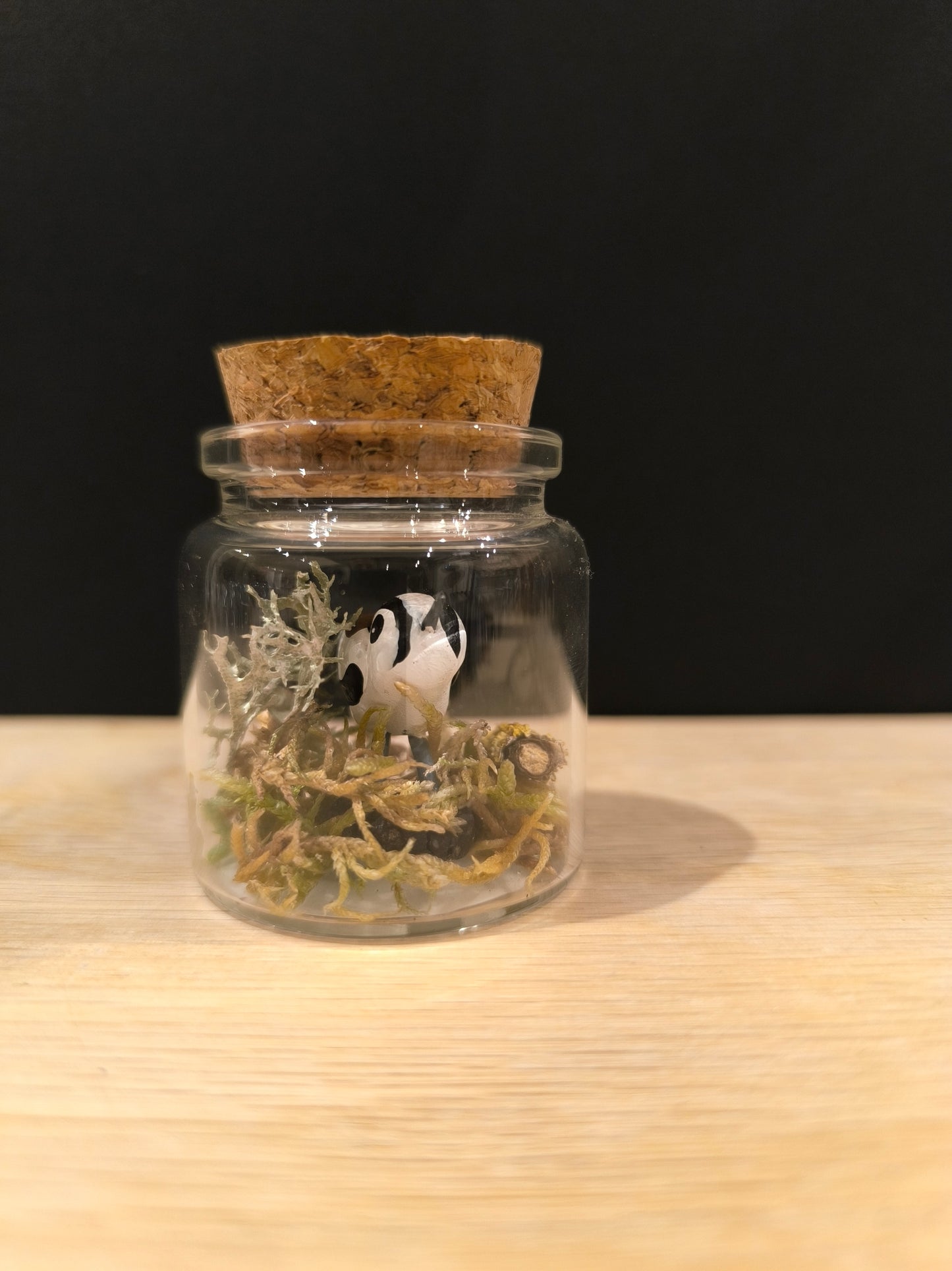 Orite à Longue Queue -Miniature sous flacon "Minuscule"