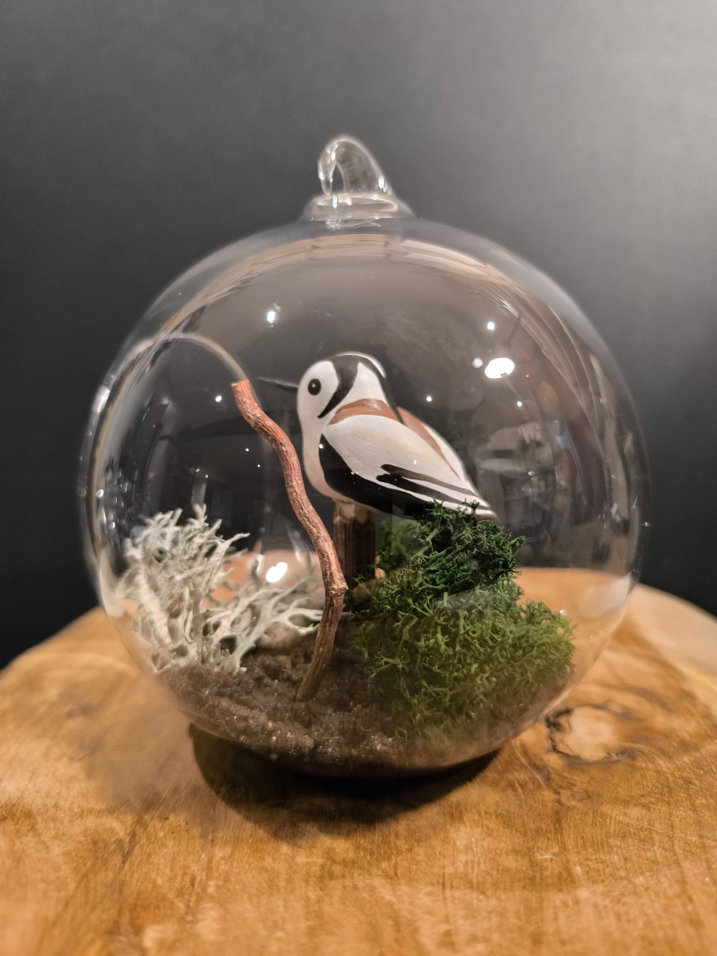 Orite à Longue Queue- Grande bulle de Rêve