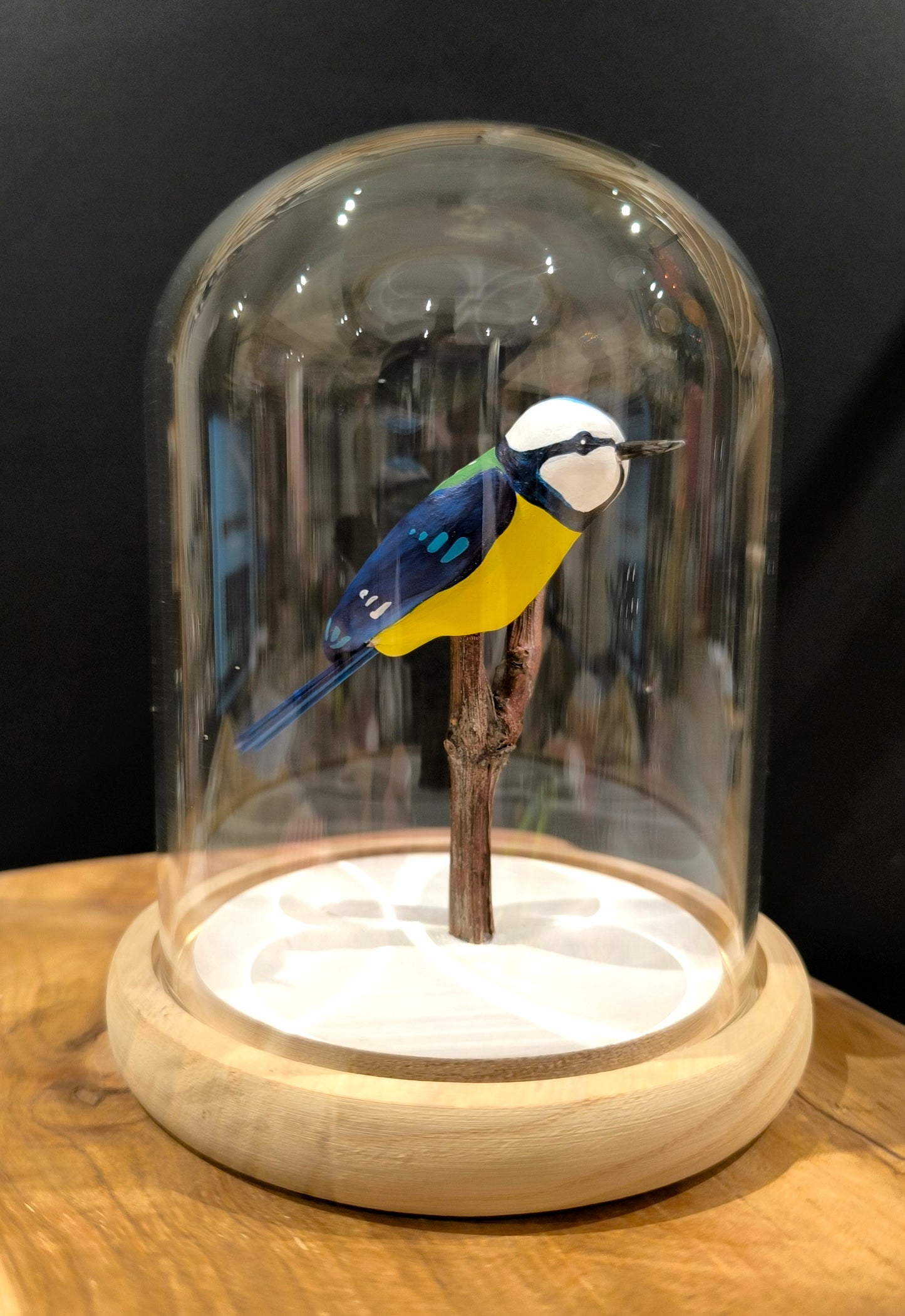 MESANGE BLEUE sous cloche de verre façon "Cabinet de curiosité"