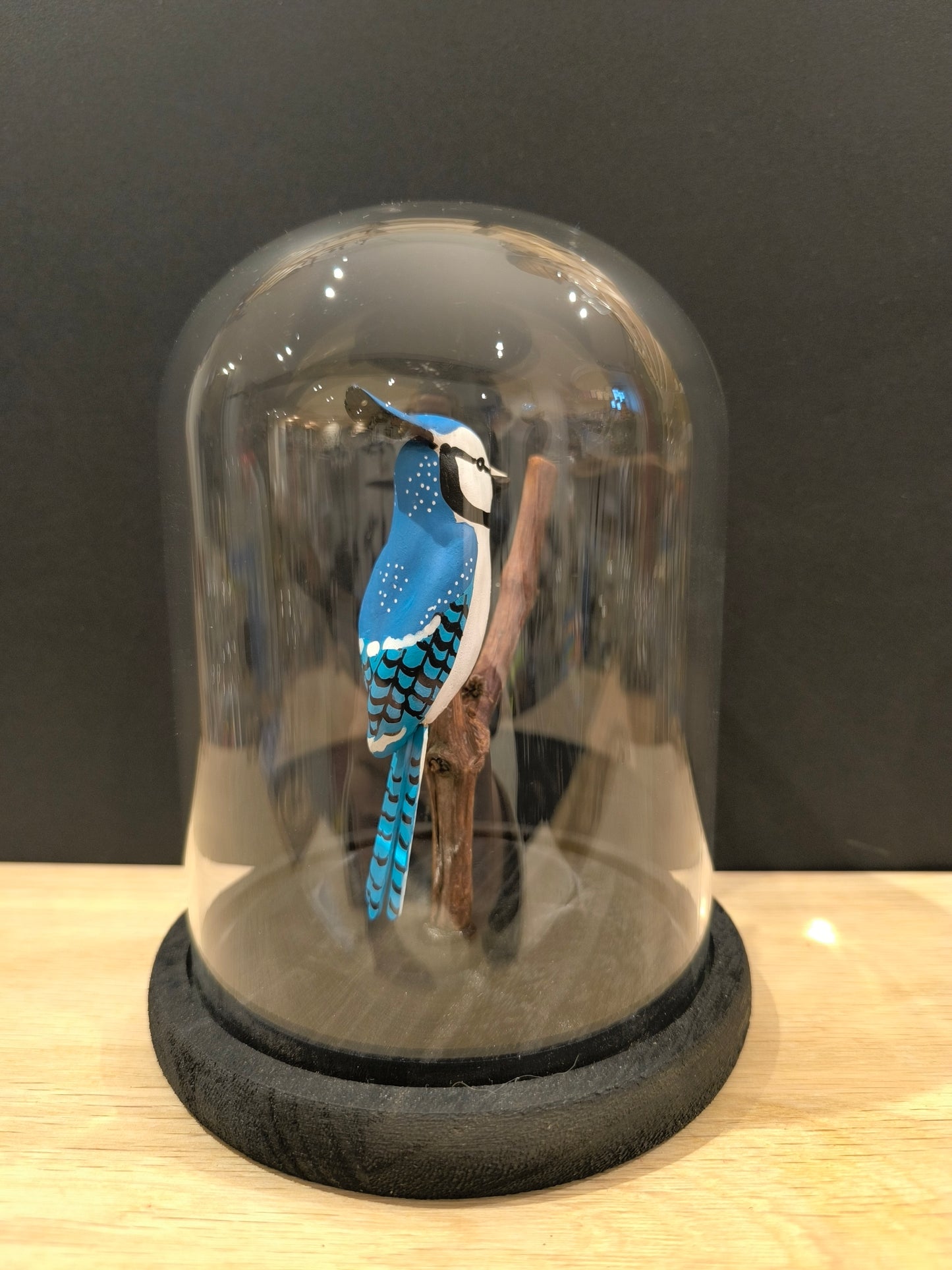 GEAI BLEUE sous cloche de verre, façon cabinet de curiosité