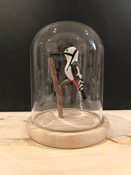 GREAT SPOTTED WOODPECKER under glass bell jar in the style of a "curiosity cabinet"