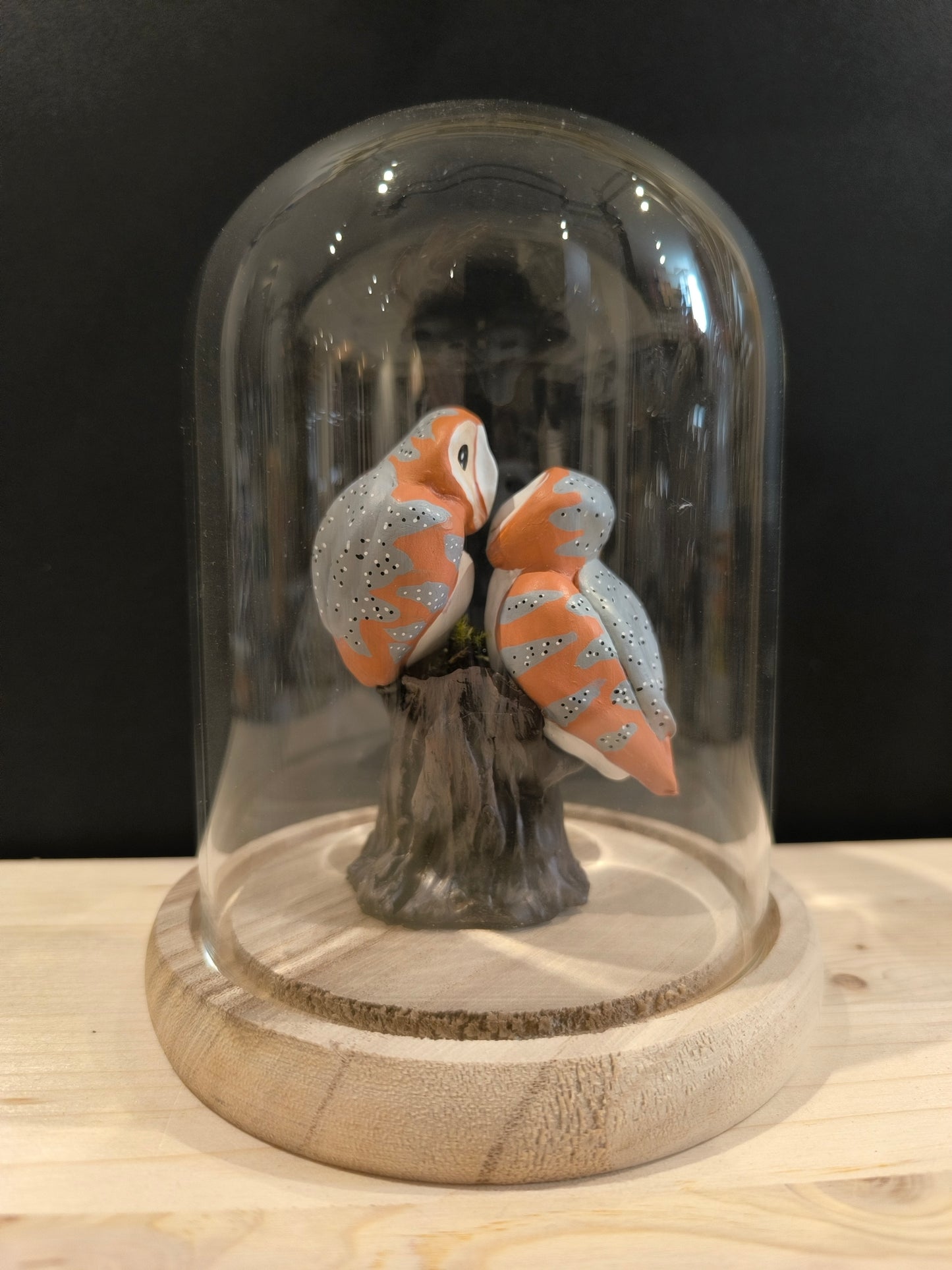 CHOUETTES EFFRAIES en parade nuptiale sous cloche de verre, façon cabinet de curiosité